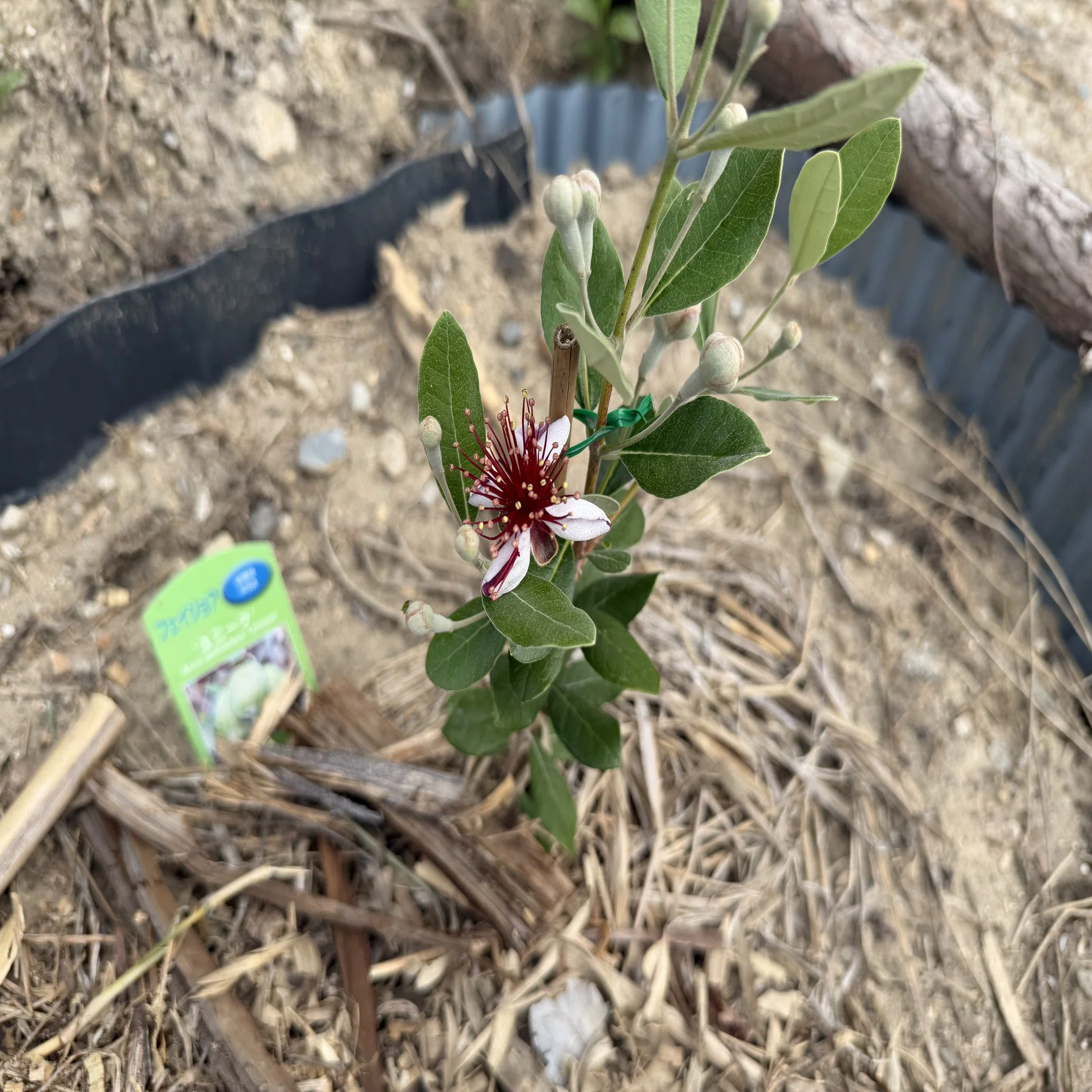 フェイジョアの花が咲いた｜Hirokazu Nishi