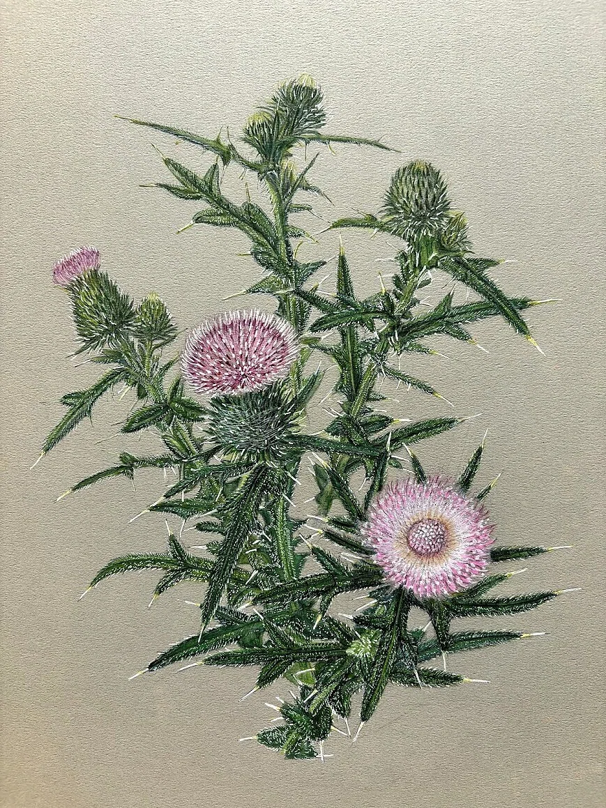 植物画・ボタニカルアート】アメリカオニアザミ～強靭な生命力と繊細な