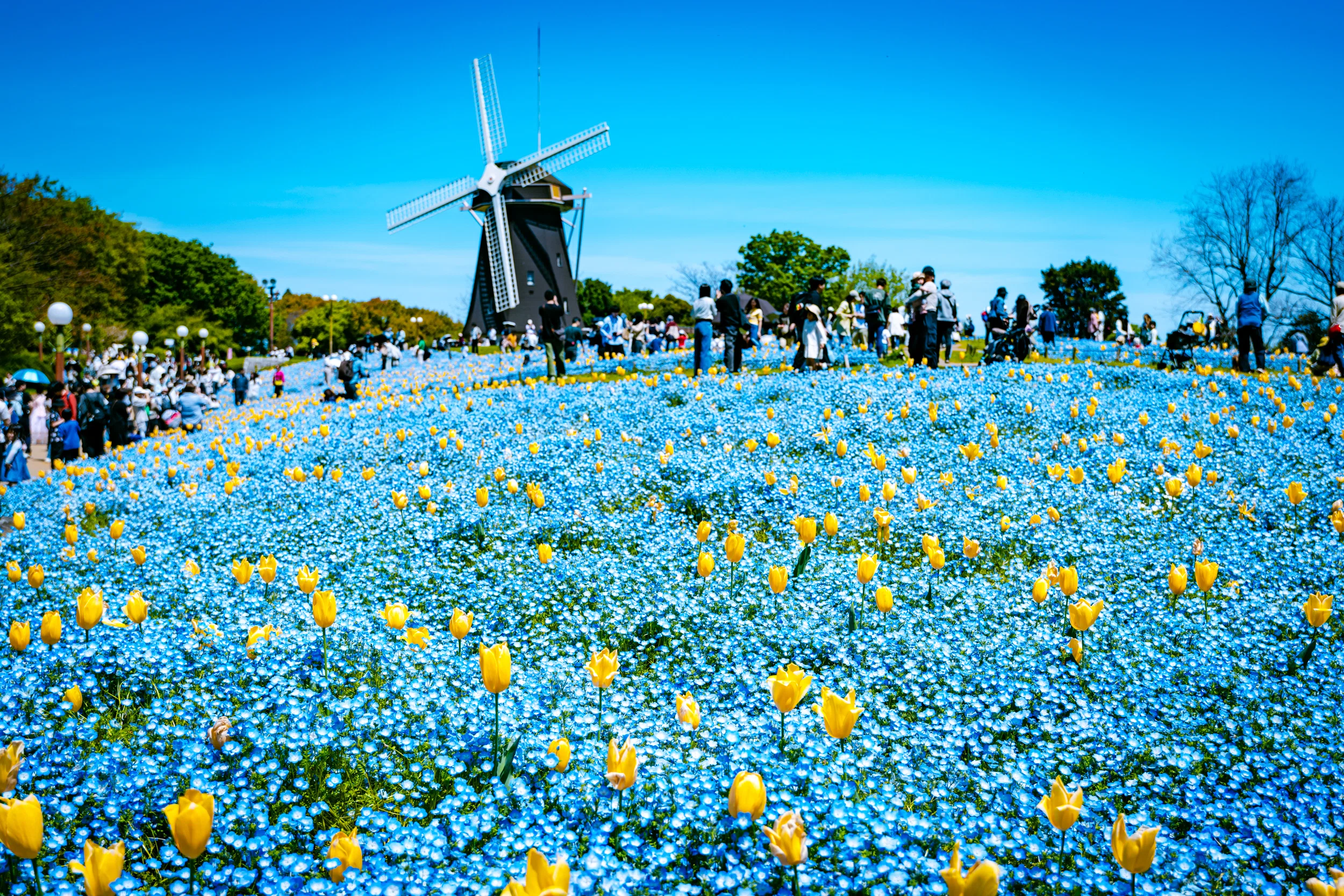 Nemophila in Tsurumi Ryokuchi, Osaka｜M.おおつき