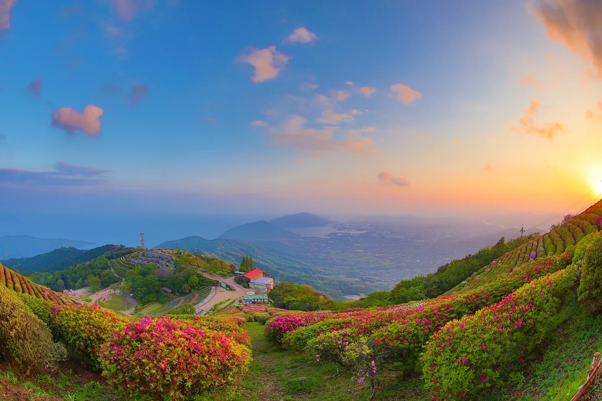 Superb Views in Hofu City, Yamaguchi Prefecture】Azaleas at Mt