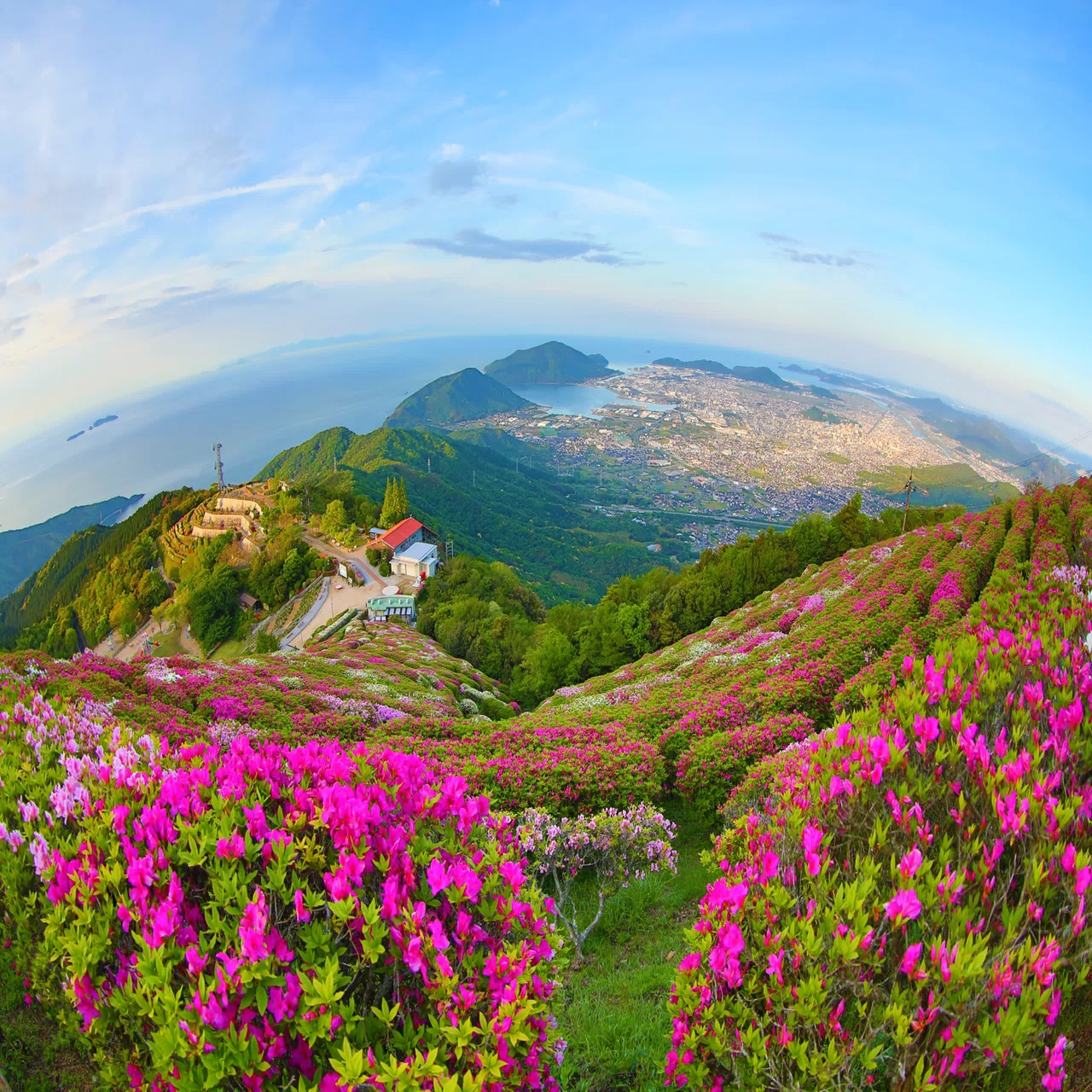 Superb Views in Hofu City, Yamaguchi Prefecture】Azaleas at Mt