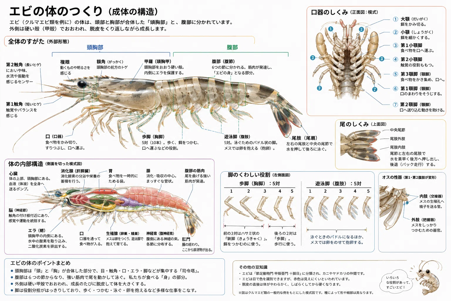 エビ 口
