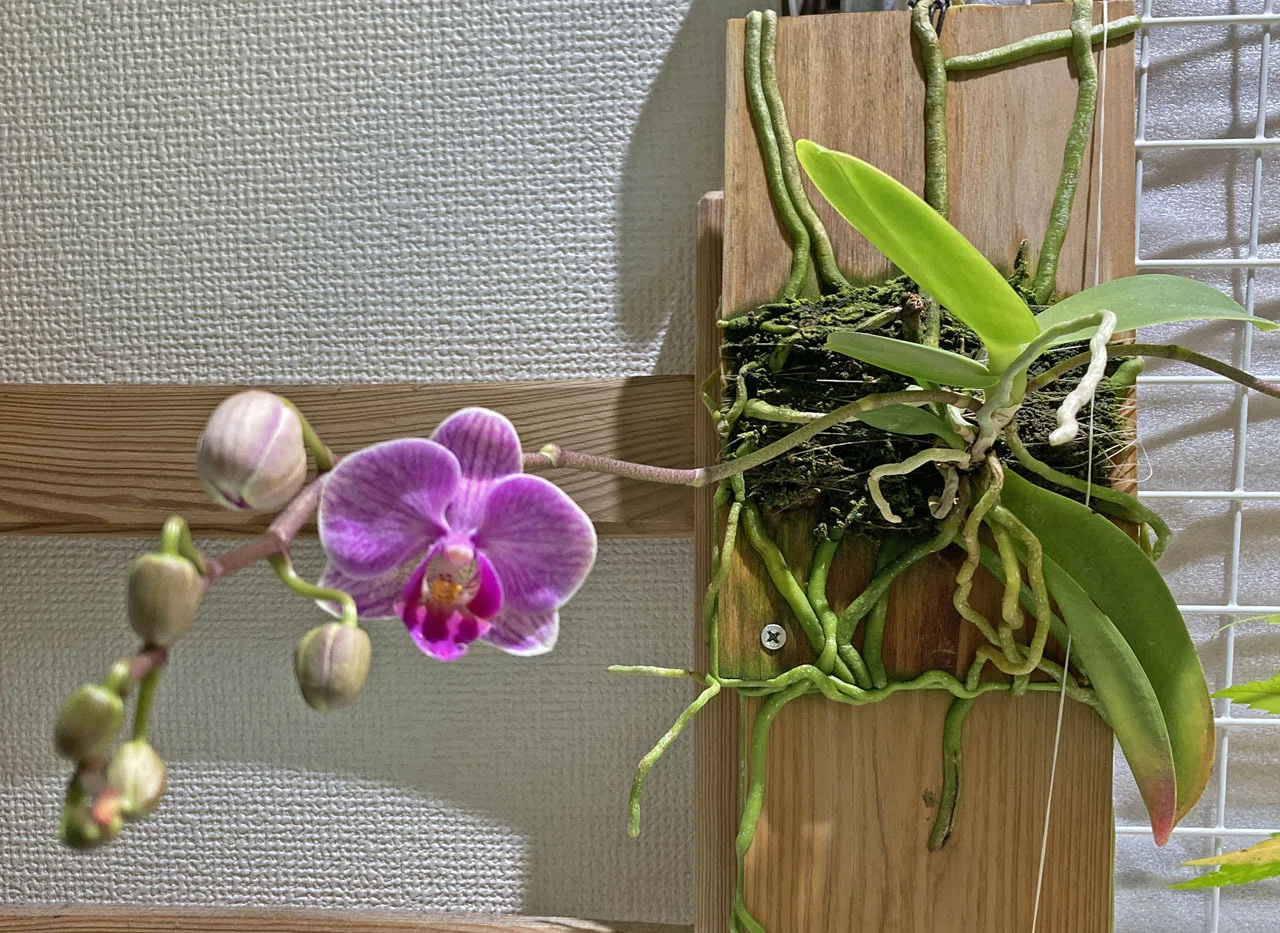 根腐れミディ胡蝶蘭、今年はダブル開花！｜そーいち・F・スタインベック
