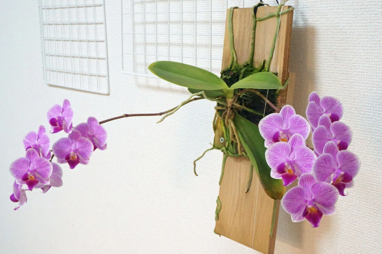 根腐れミディ胡蝶蘭、今年はダブル開花！｜そーいち・F・スタインベック