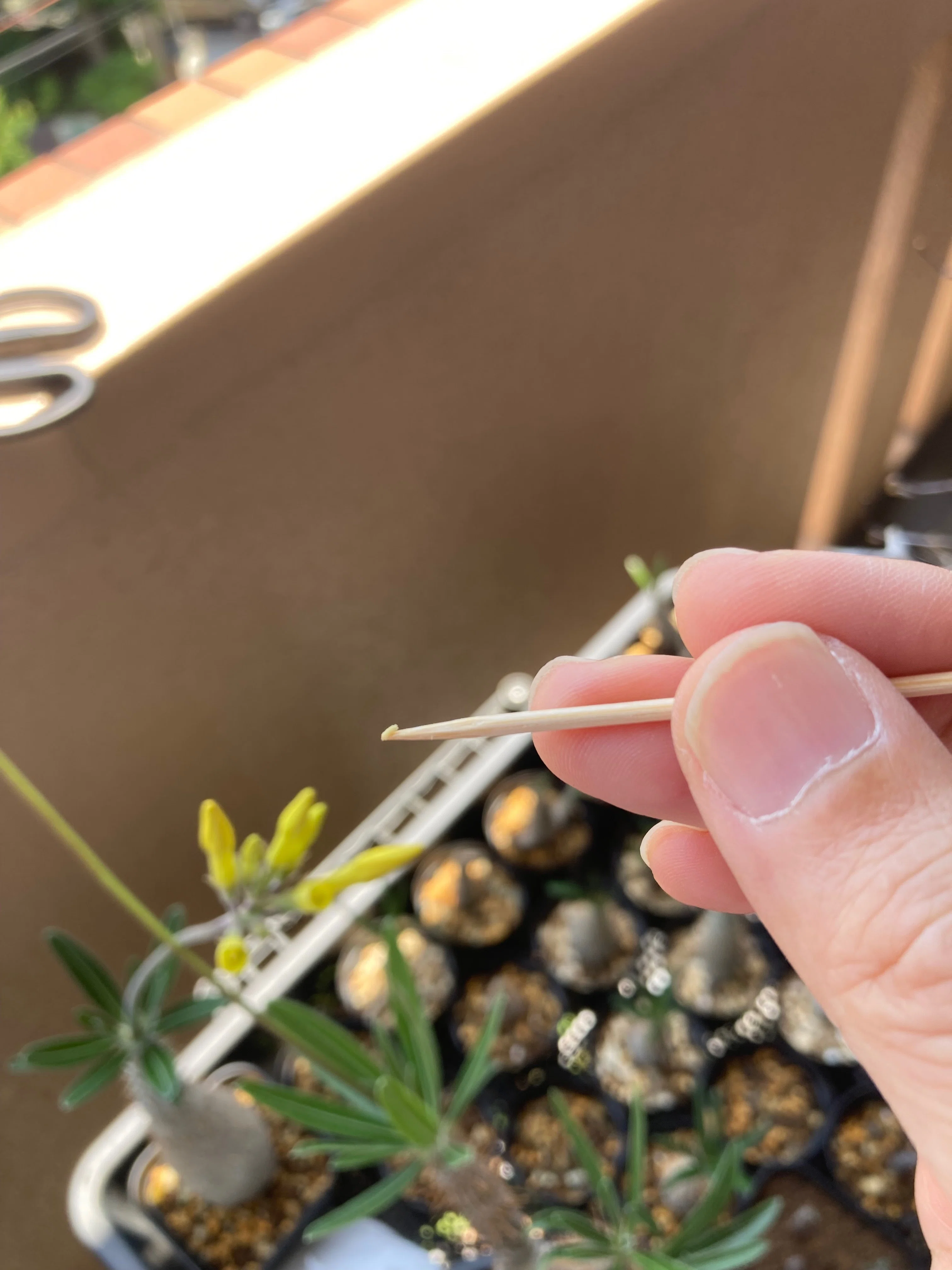 グラキリス開花ー受粉作業開始2026｜ベランダ園芸家 げここ