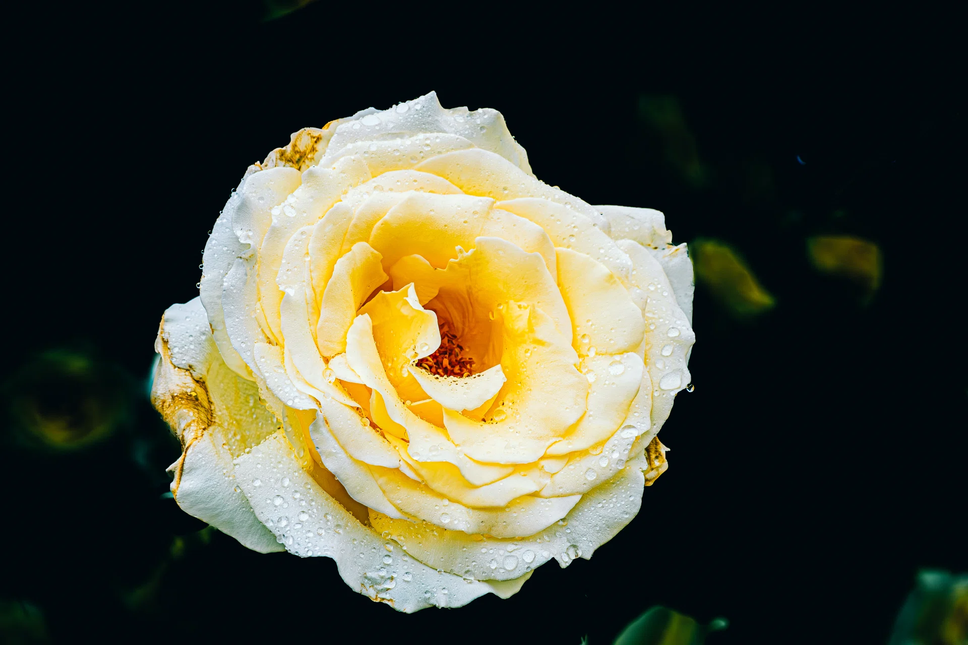 雑記】 荒天の夏薔薇､2026年｜どいしゅんすけ
