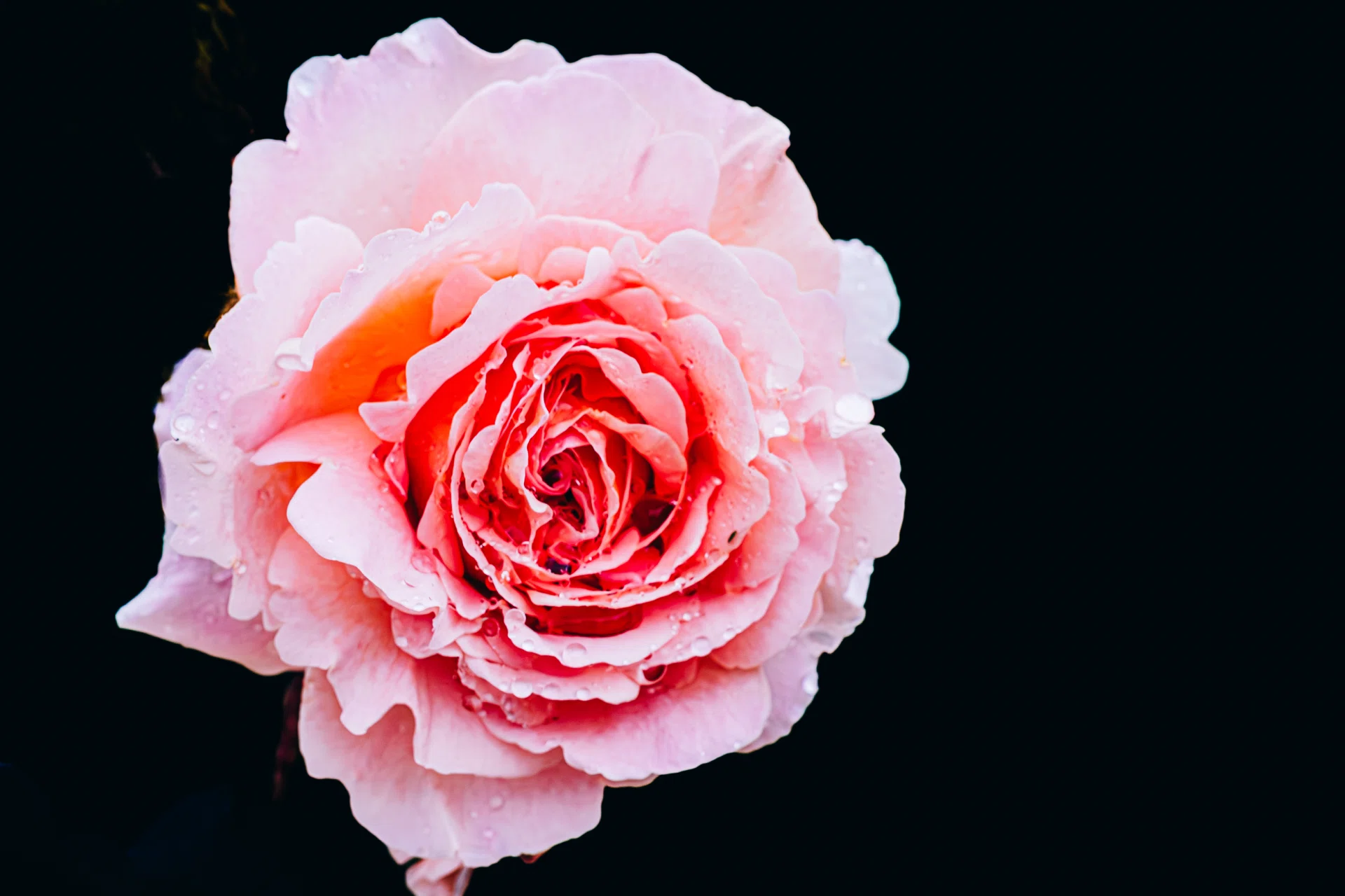 雑記】 荒天の夏薔薇､2026年｜どいしゅんすけ