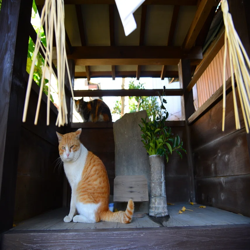 尾曲がり」｜猫島警部