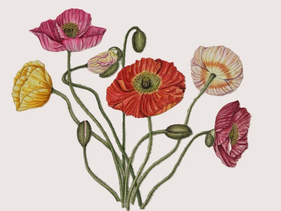 植物画・ボタニカルアート】アイスランドポピーの花束｜かりあ