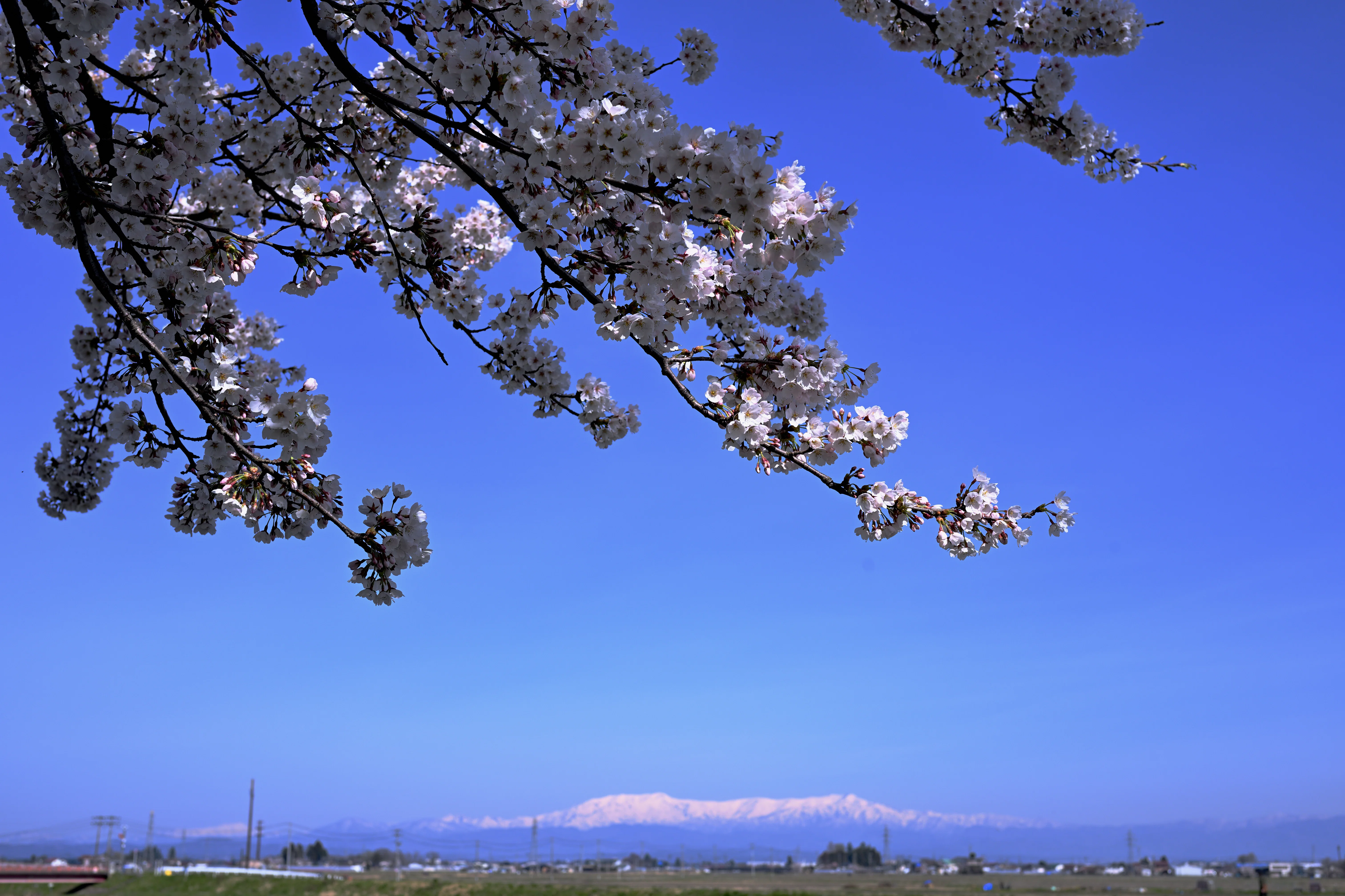 風景写真 会津の実家にて 20260406-11｜JunsHope