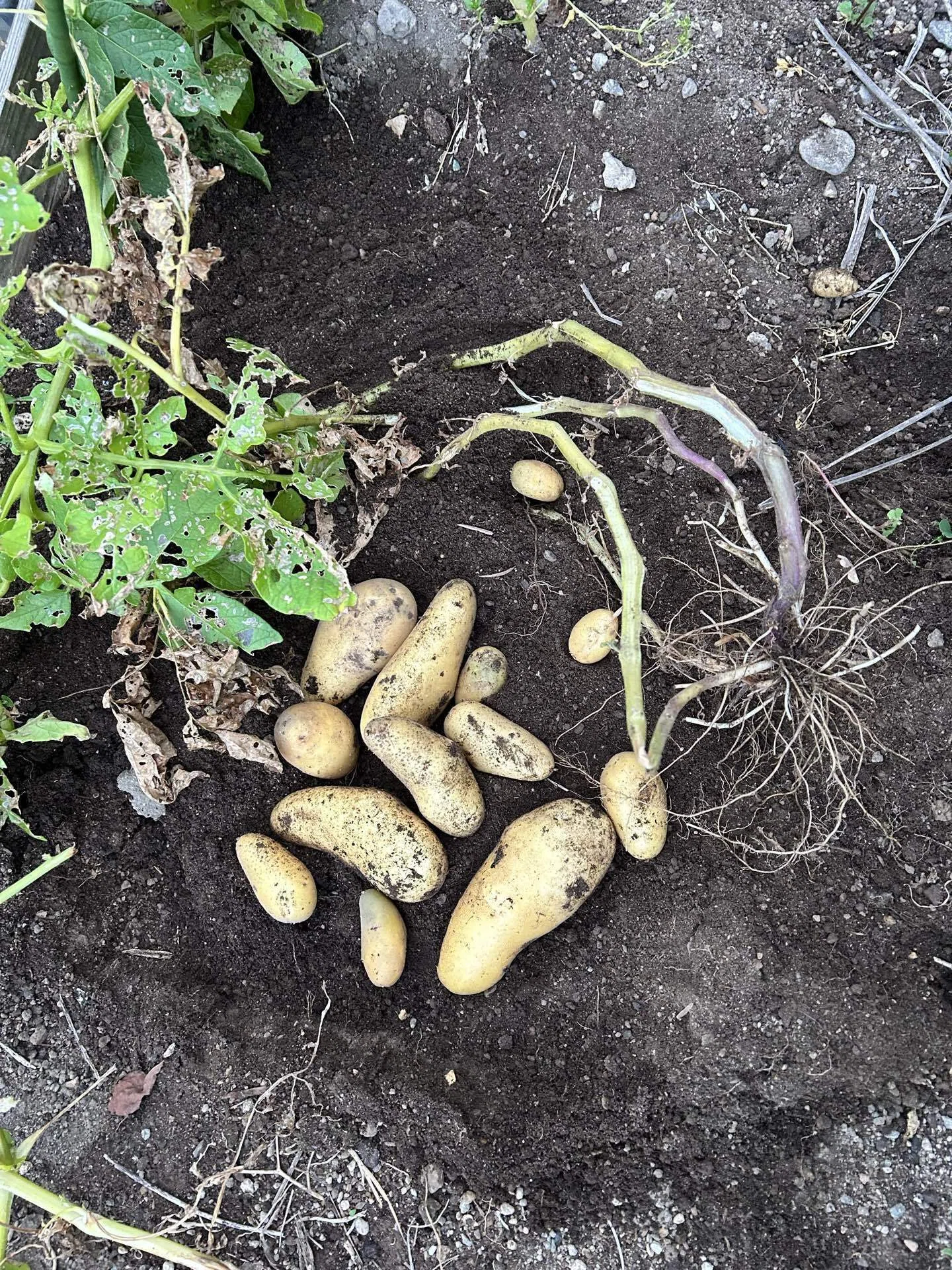 その他 POTATO 2018.01~2019.02,10 Potato Struggle Chronicles: 'Mr. N's Garden Exploration' (146