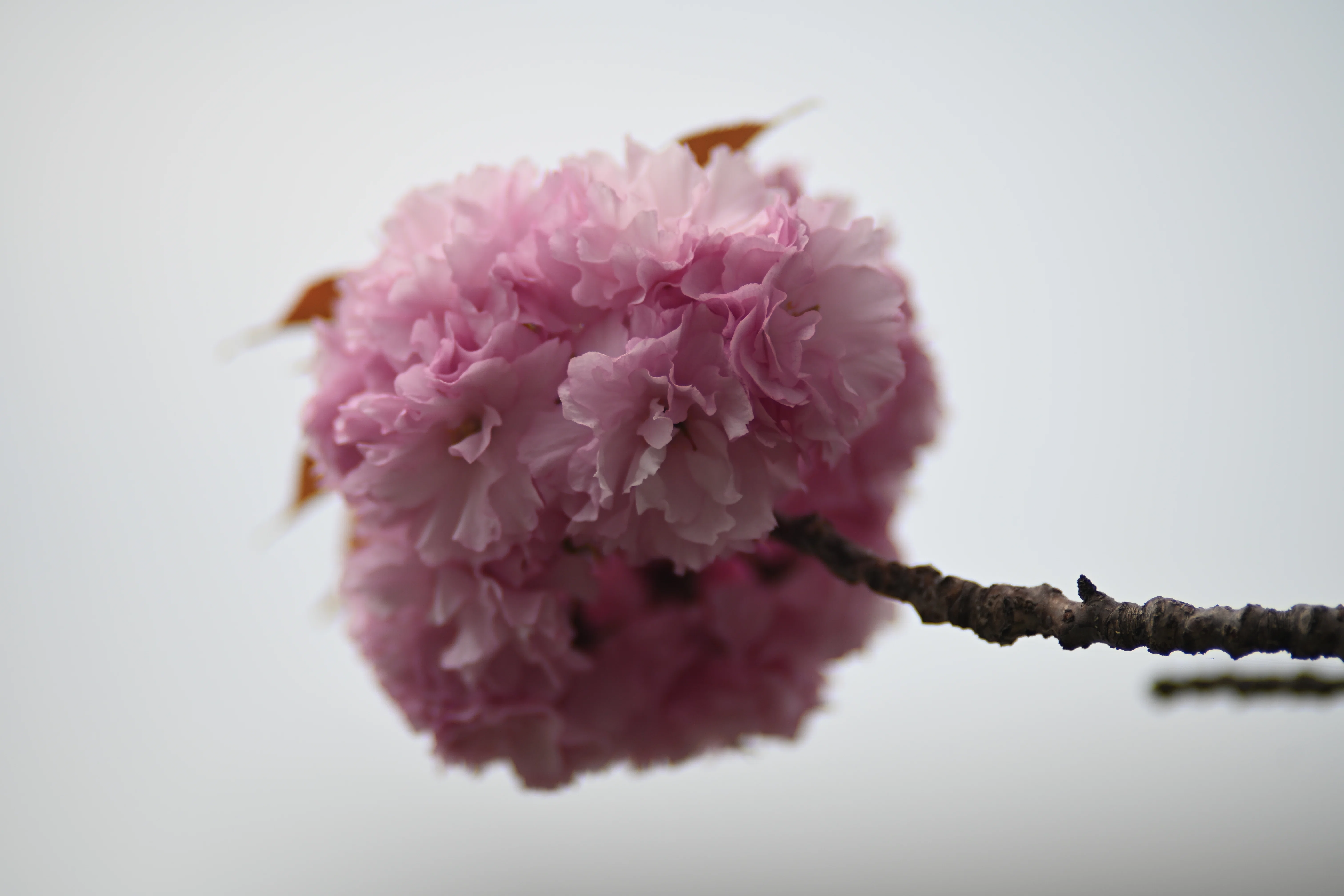 花の盛りは短くて③～八重桜～｜1/Zf