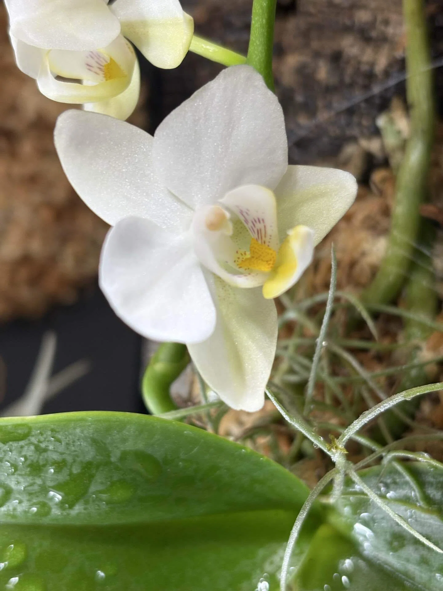 コルク板付けの胡蝶蘭、根も花も楽しい｜Pupラボ