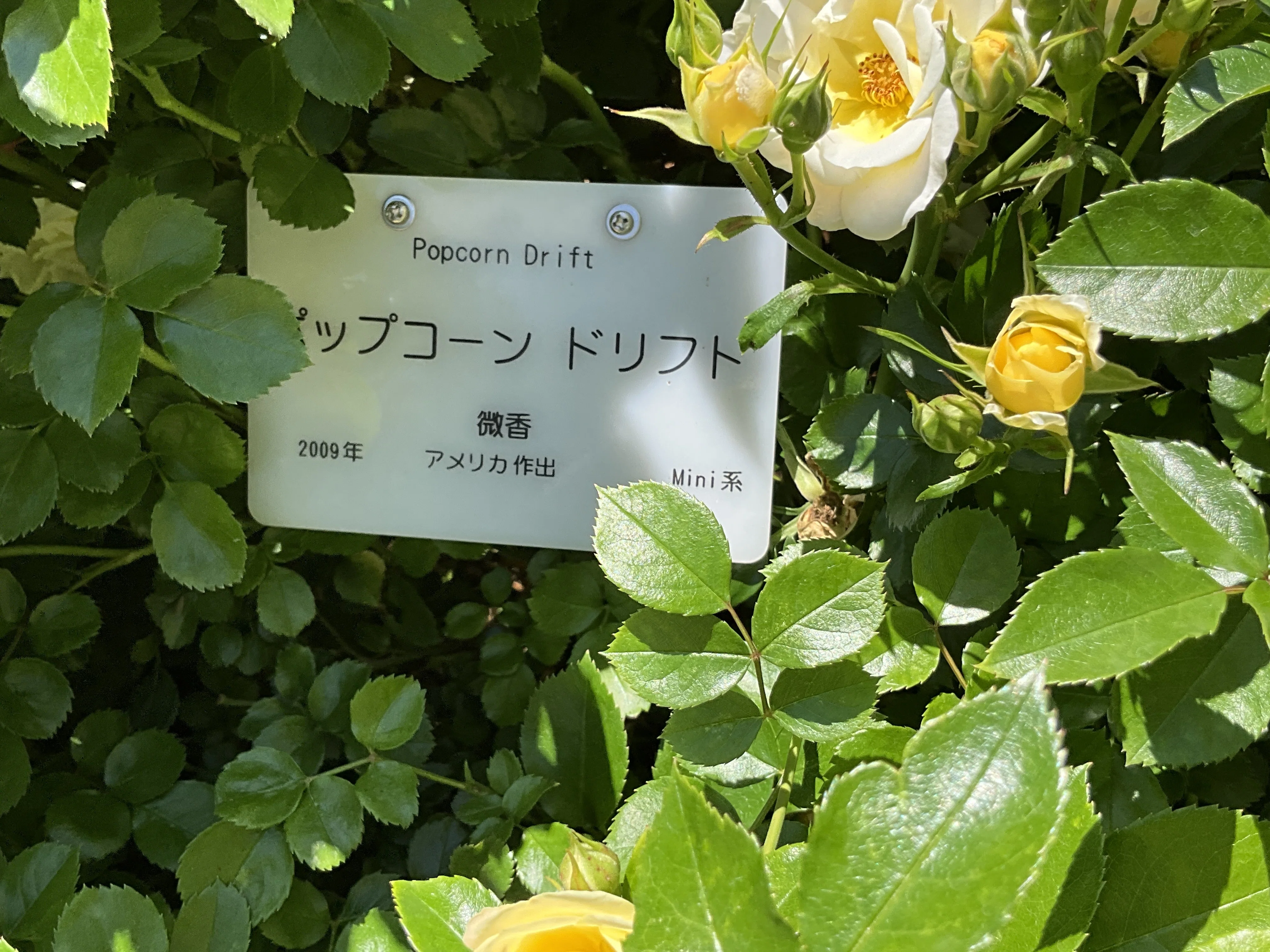 ポップコーン・ドリフト（京都府立植物園）：2026年5月21日（木