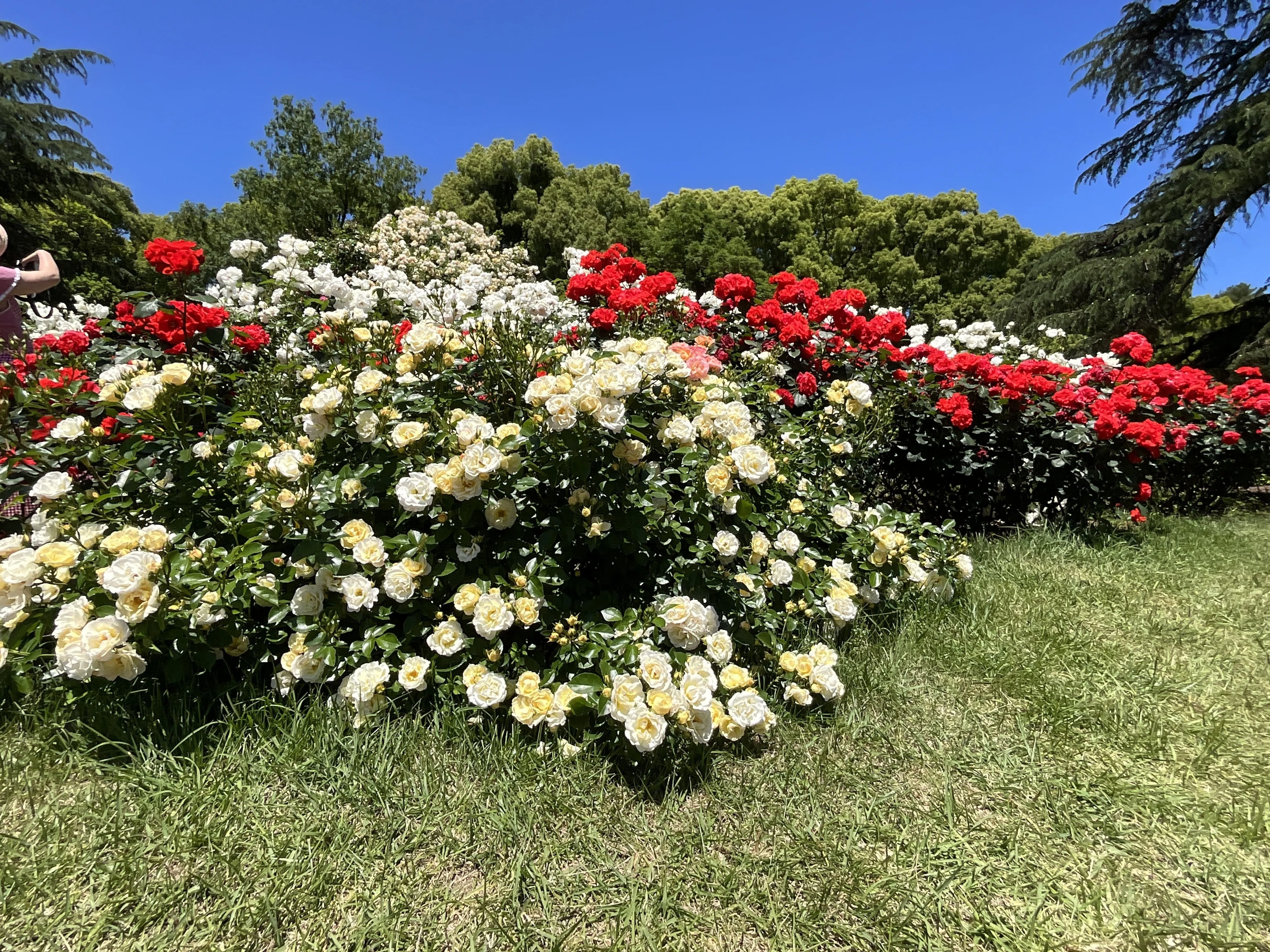 ポップコーン・ドリフト（京都府立植物園）：2026年5月21日（木