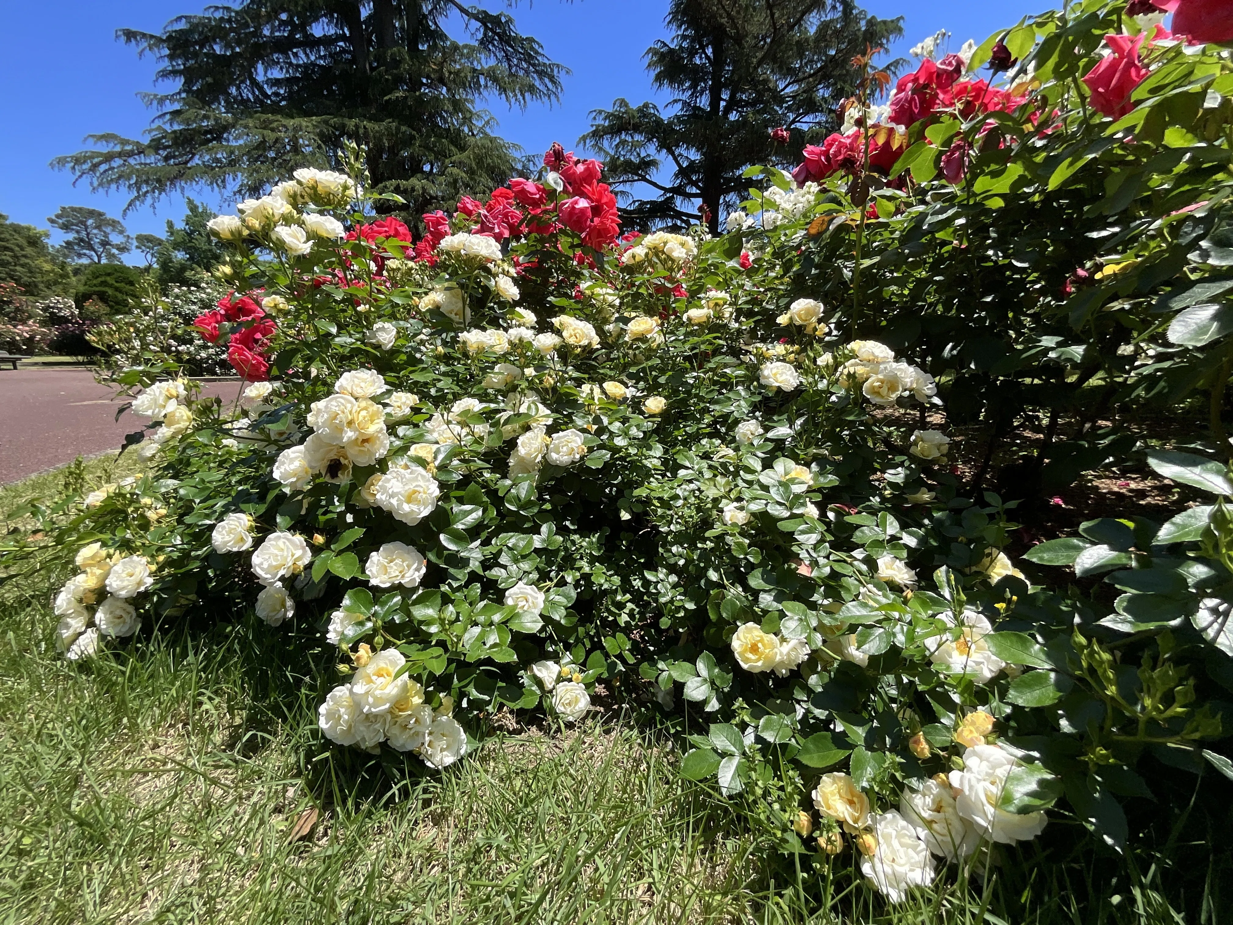 ポップコーン・ドリフト（京都府立植物園）：2026年5月21日（木