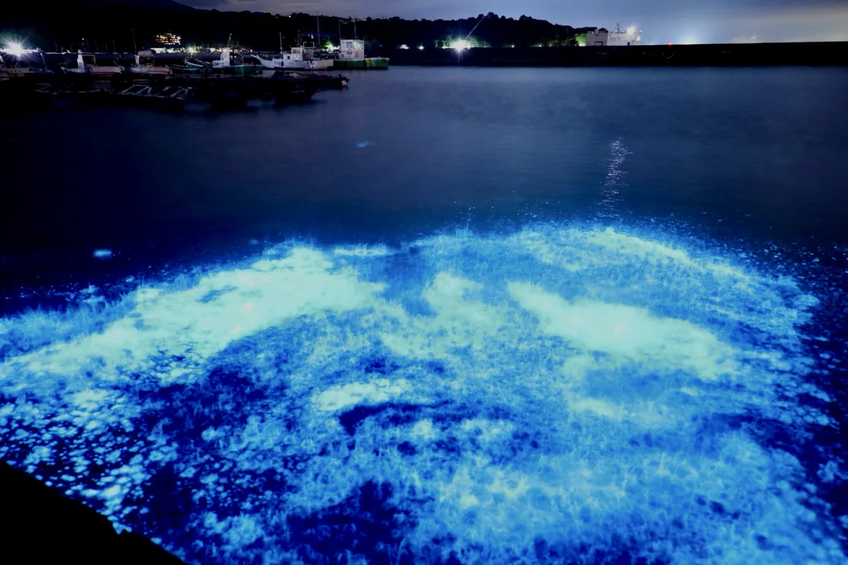 ✨4年ぶりに、夜光虫を撮りに行った夜。｜トミー📸つじ写真館