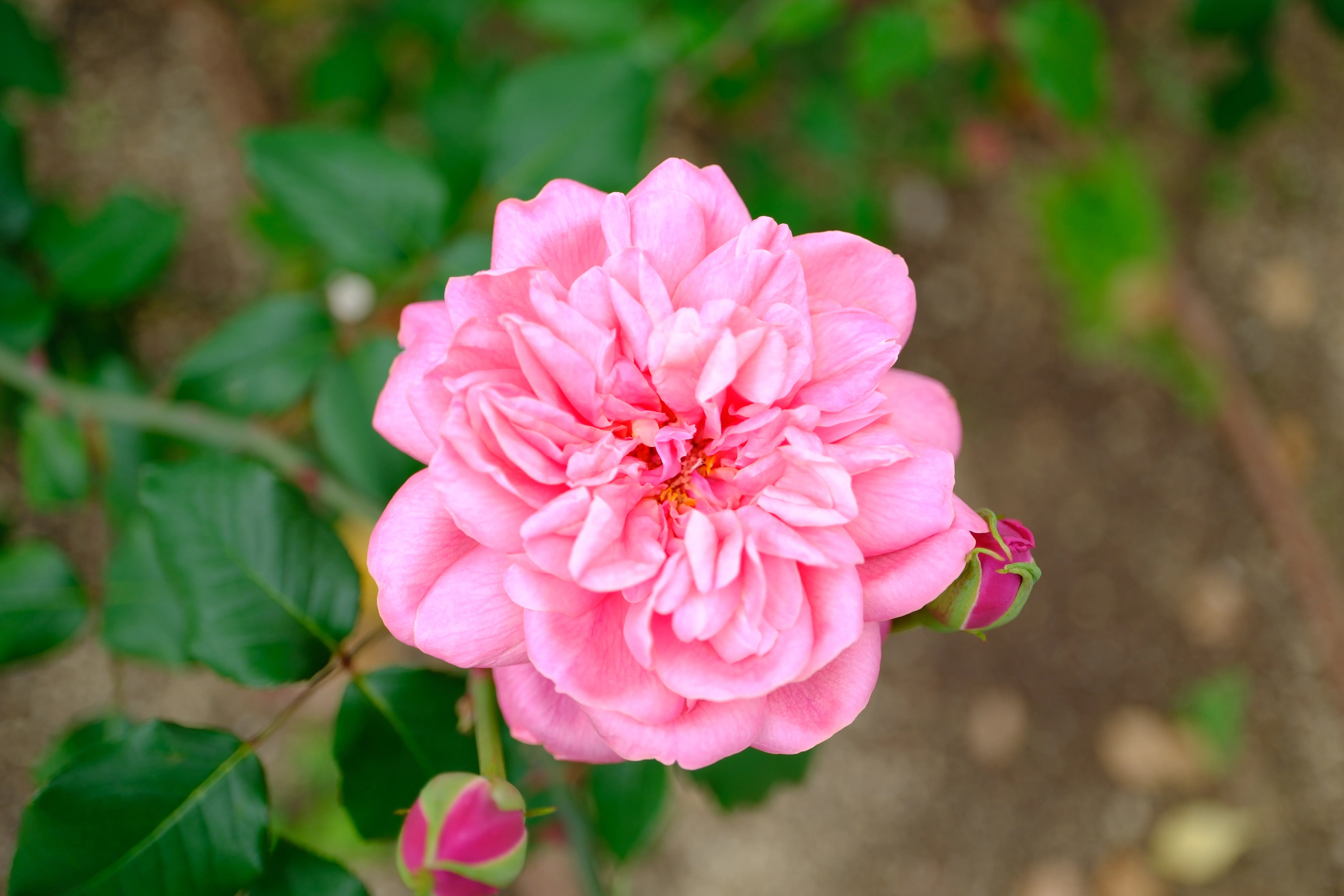 📷X-T30III × 🌹中之島バラ園 ｜ 🇫🇷アルシデュック・ジョセフ｜ぱぽ