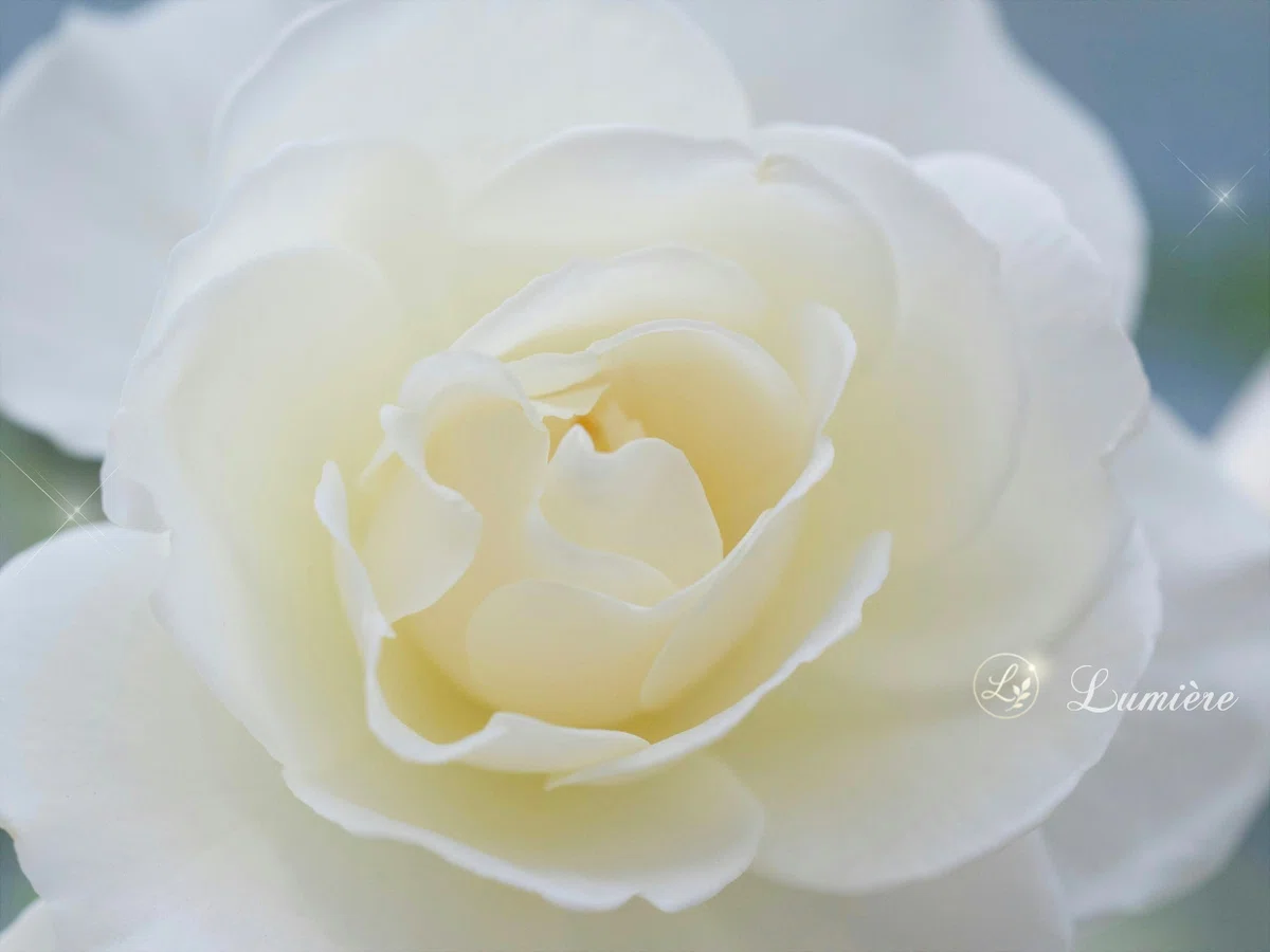 アイボリーがかった美しい白薔薇の花の写真。