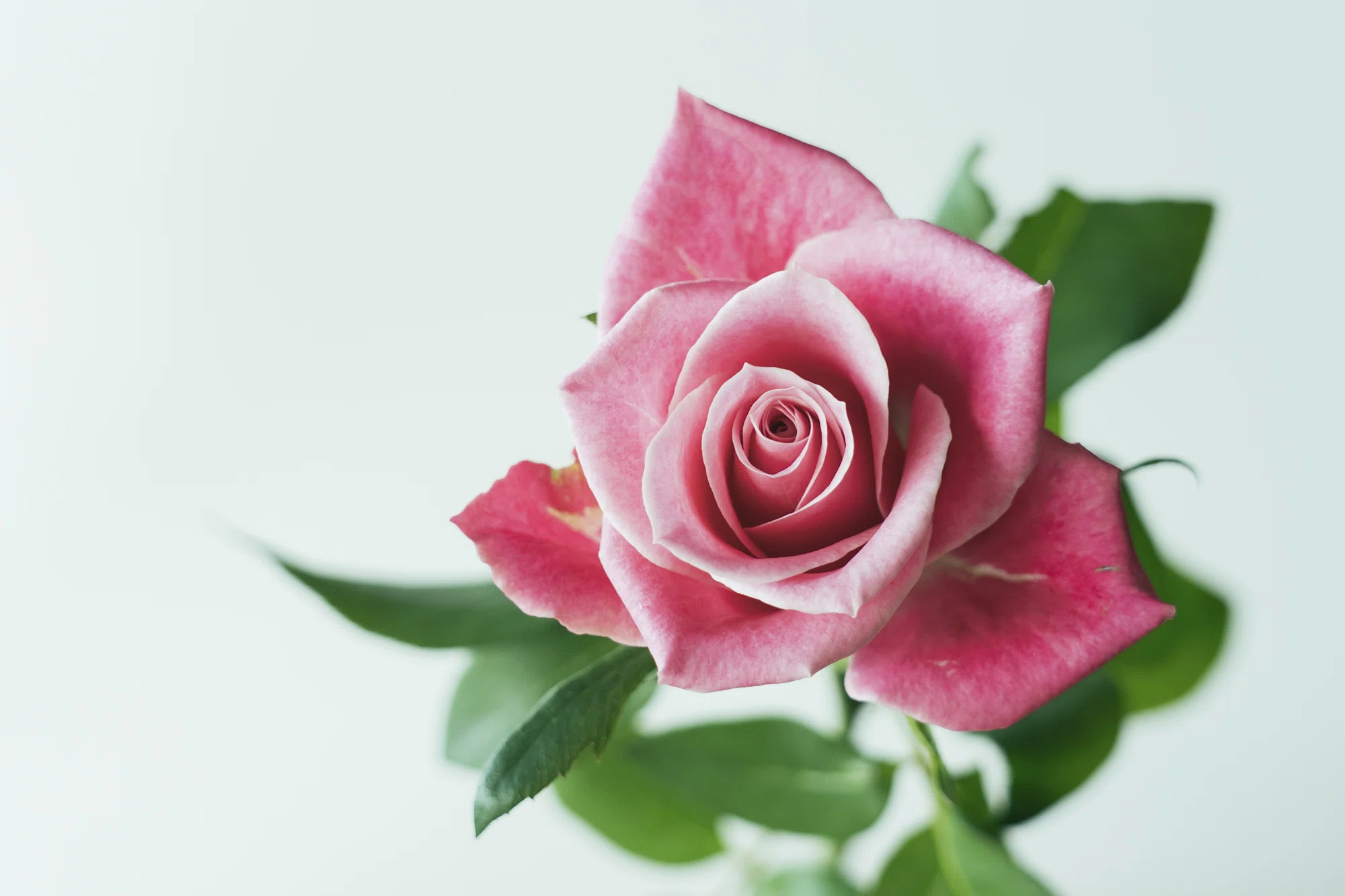 バラ — 千年の時を越えて、日本人に愛されてきた花｜Fragsphere