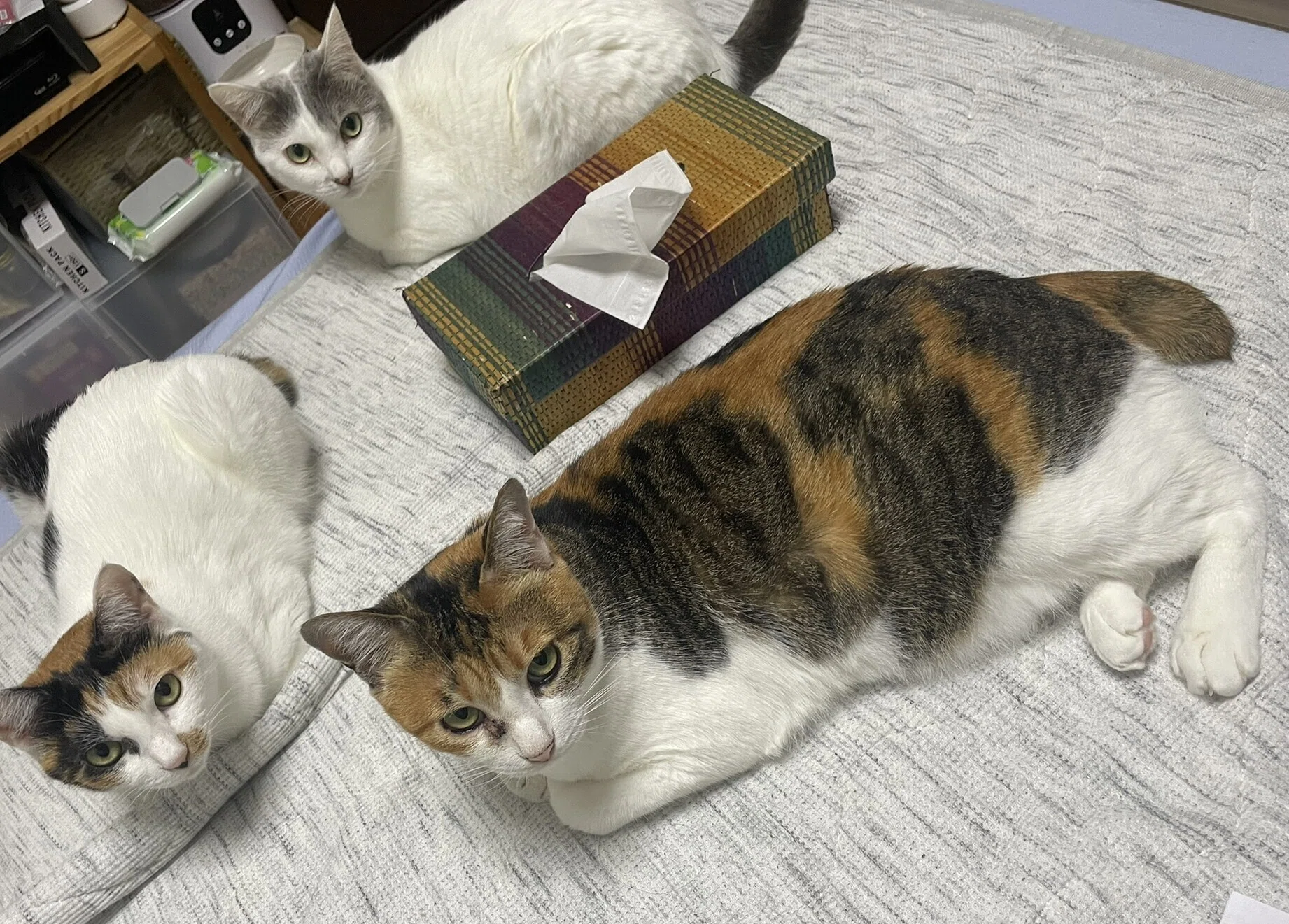 我が家とNNNと5にゃんず｜eri