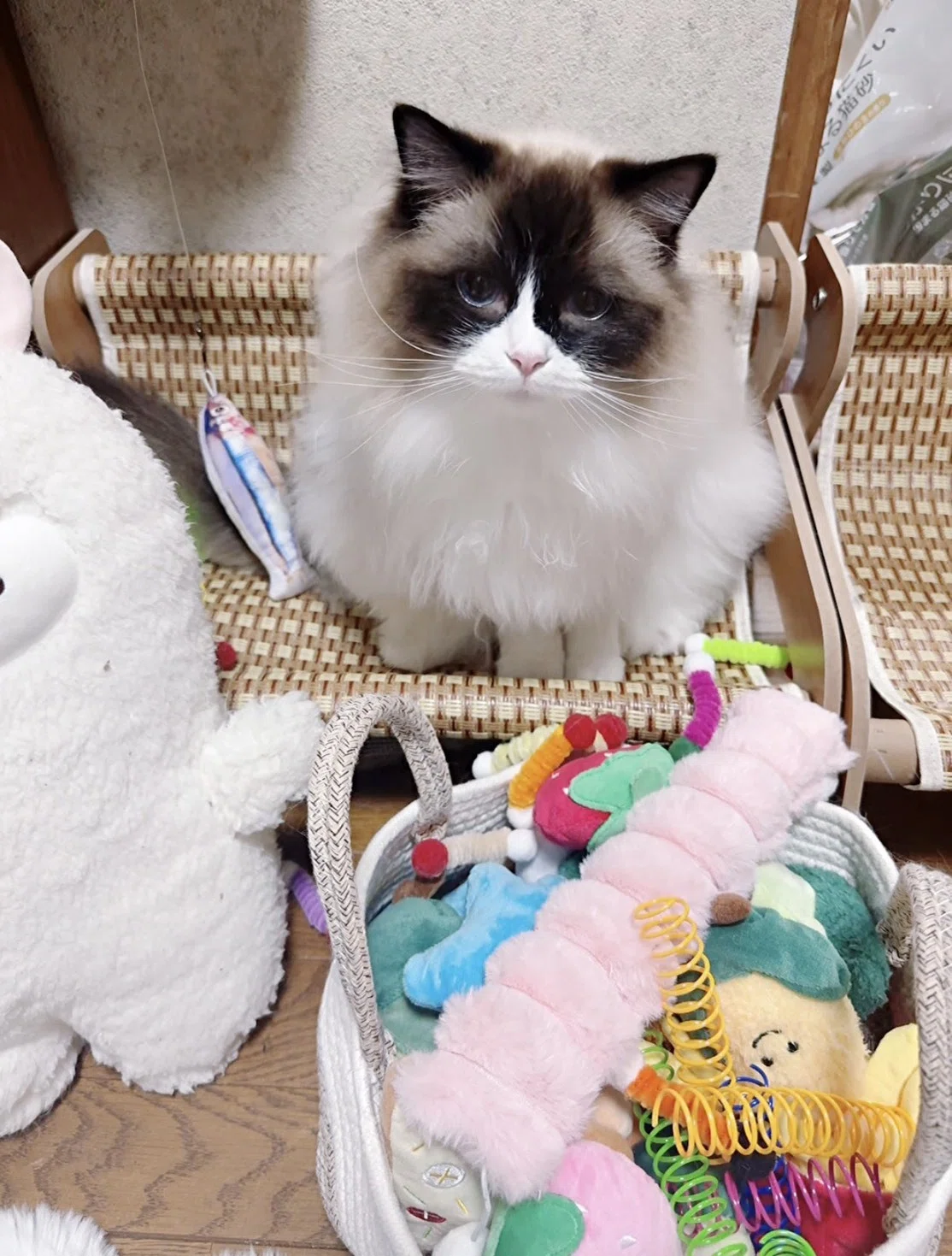 26/5/21】くんくん調査中🐾ぬいぐるみ籠に顔を突っ込むらいが