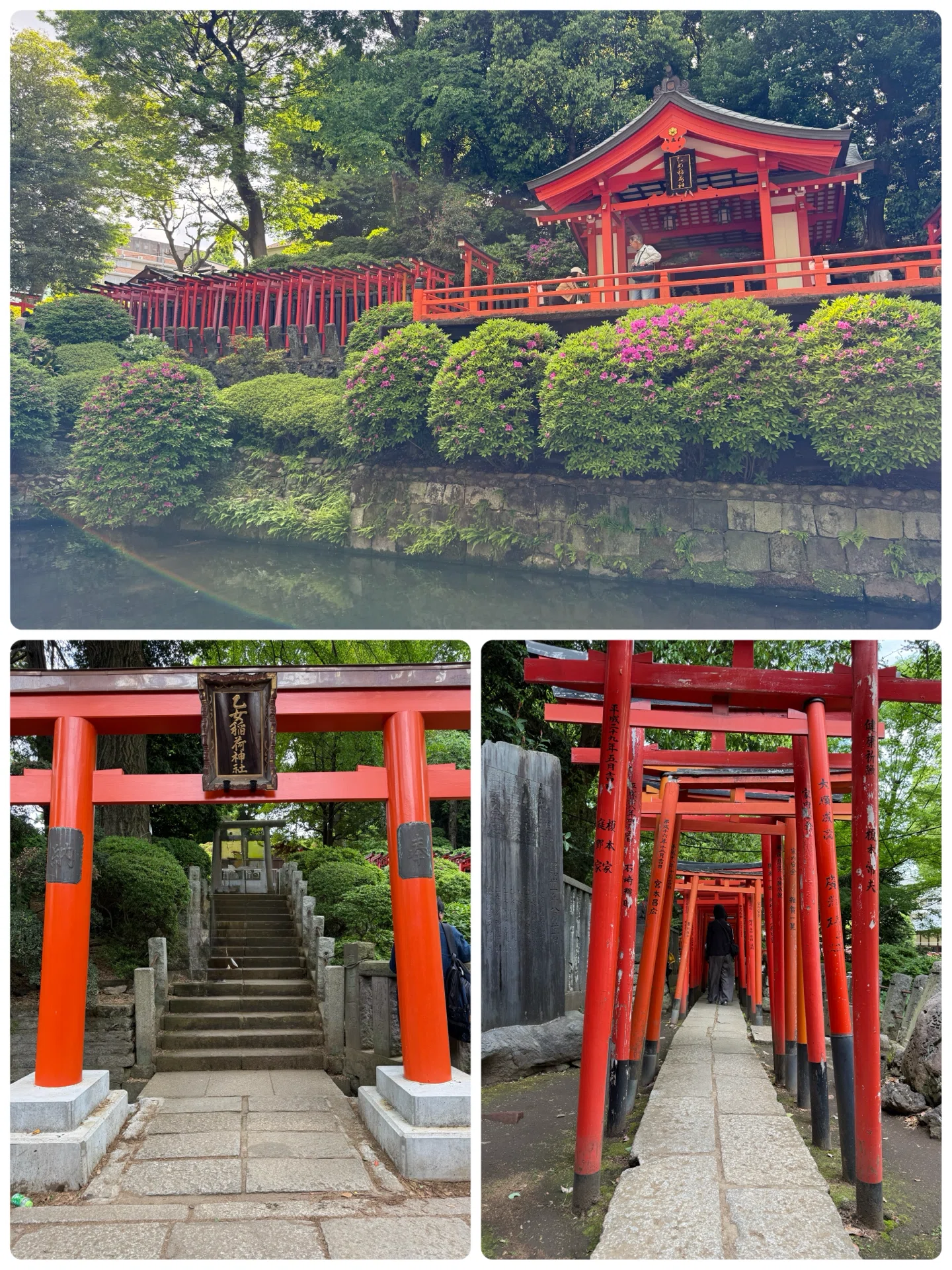根津神社】つつじに秘められた将軍綱吉の意地と後継家宣へ繋ぐ祈り