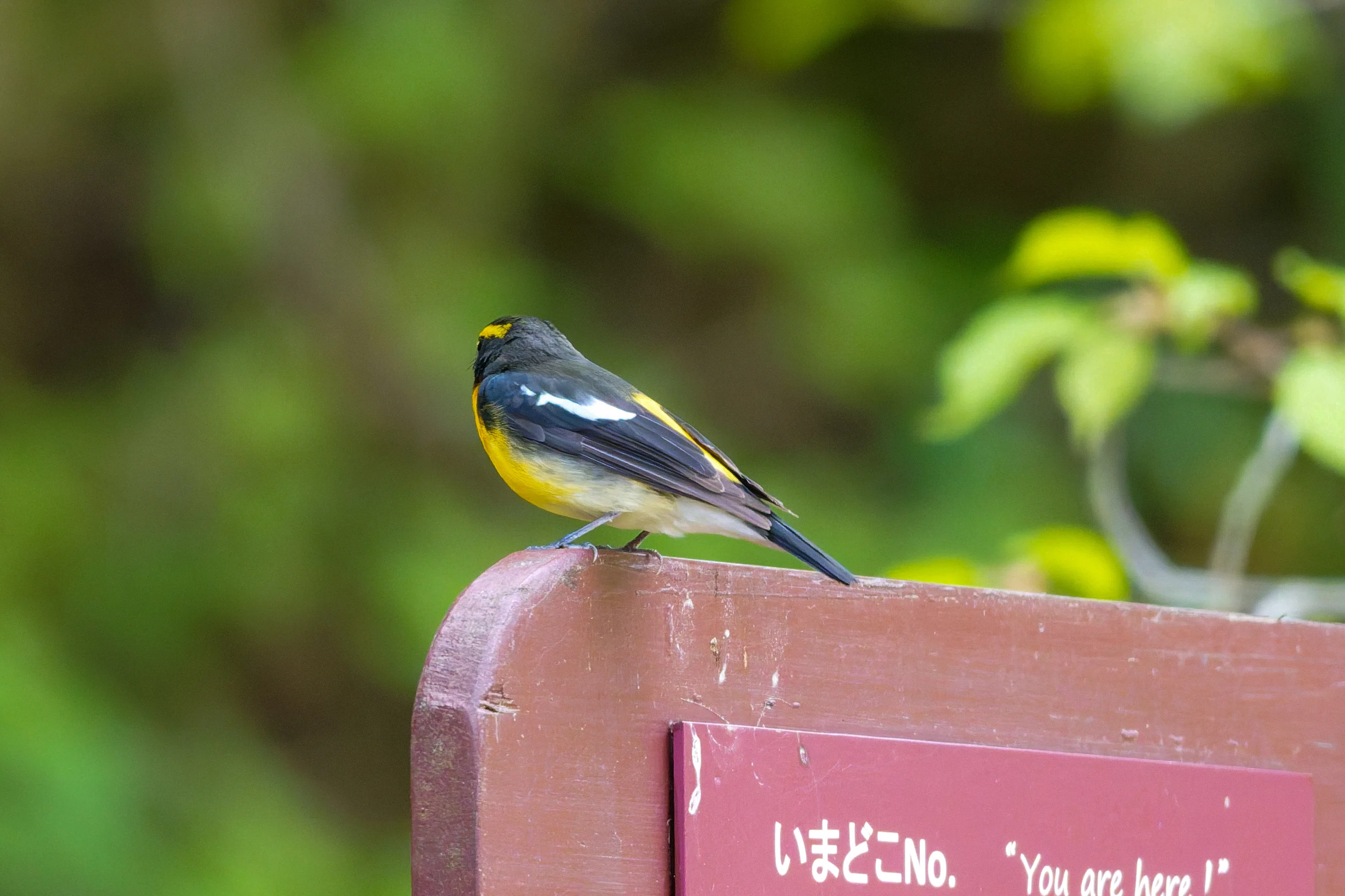 お山の公園のキビタキ♂｜Miya