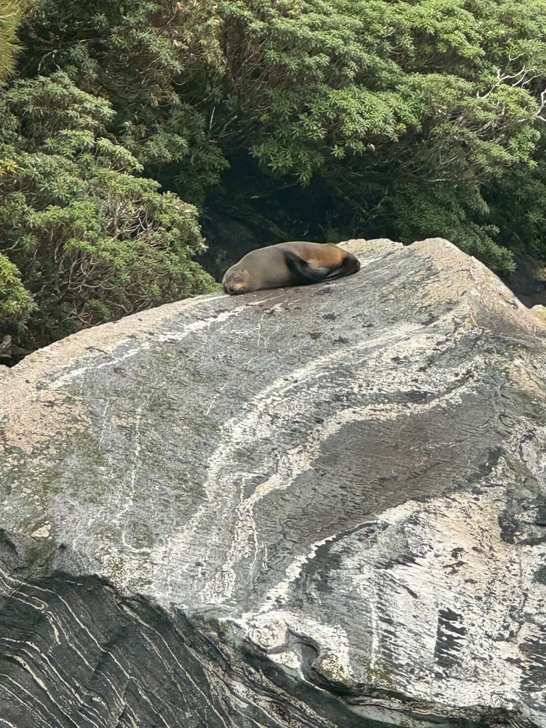 クイーンズタウンの絶景とマーケットと観光地バーガーとミルフォード