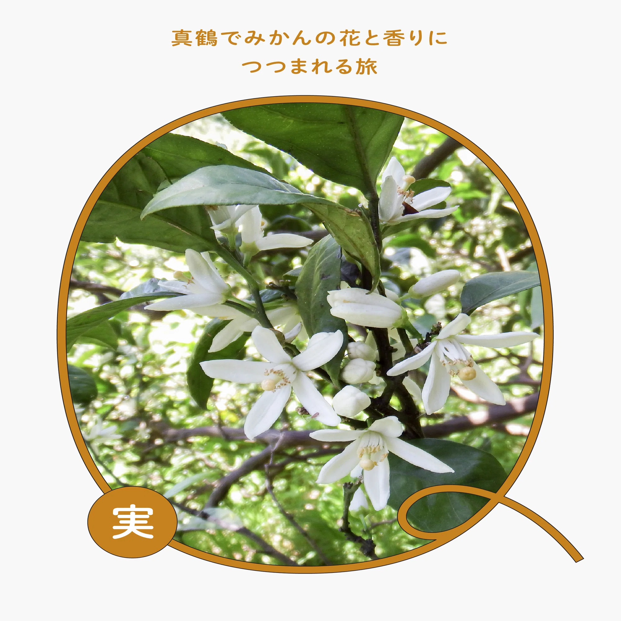 みかんの花に包まれた、松本農園のアロマクラフト体験【真鶴探訪