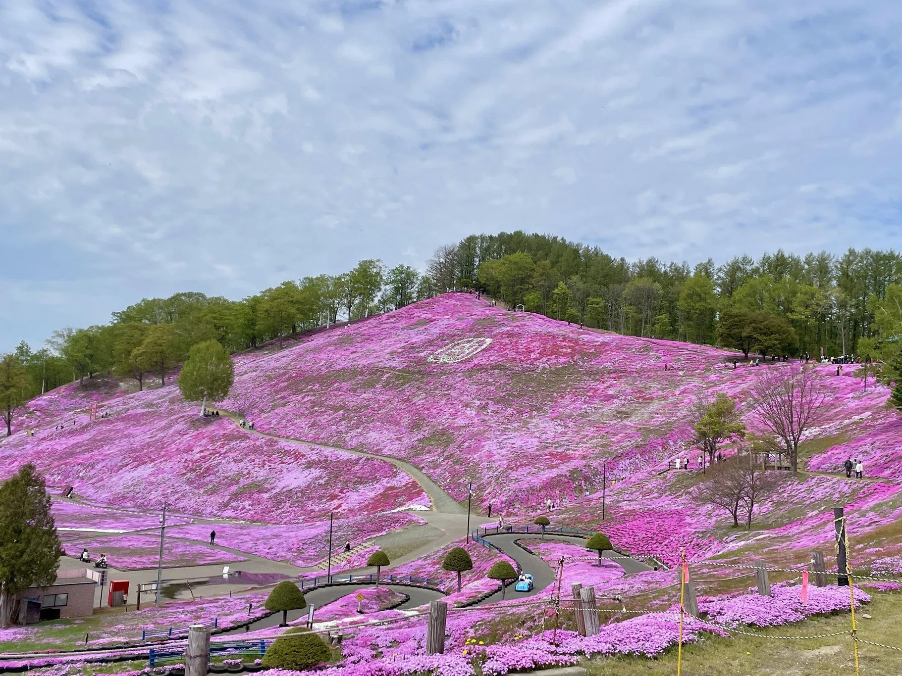 北海道・ひがしもこと芝桜公園｜たった一人の手作業から始まった