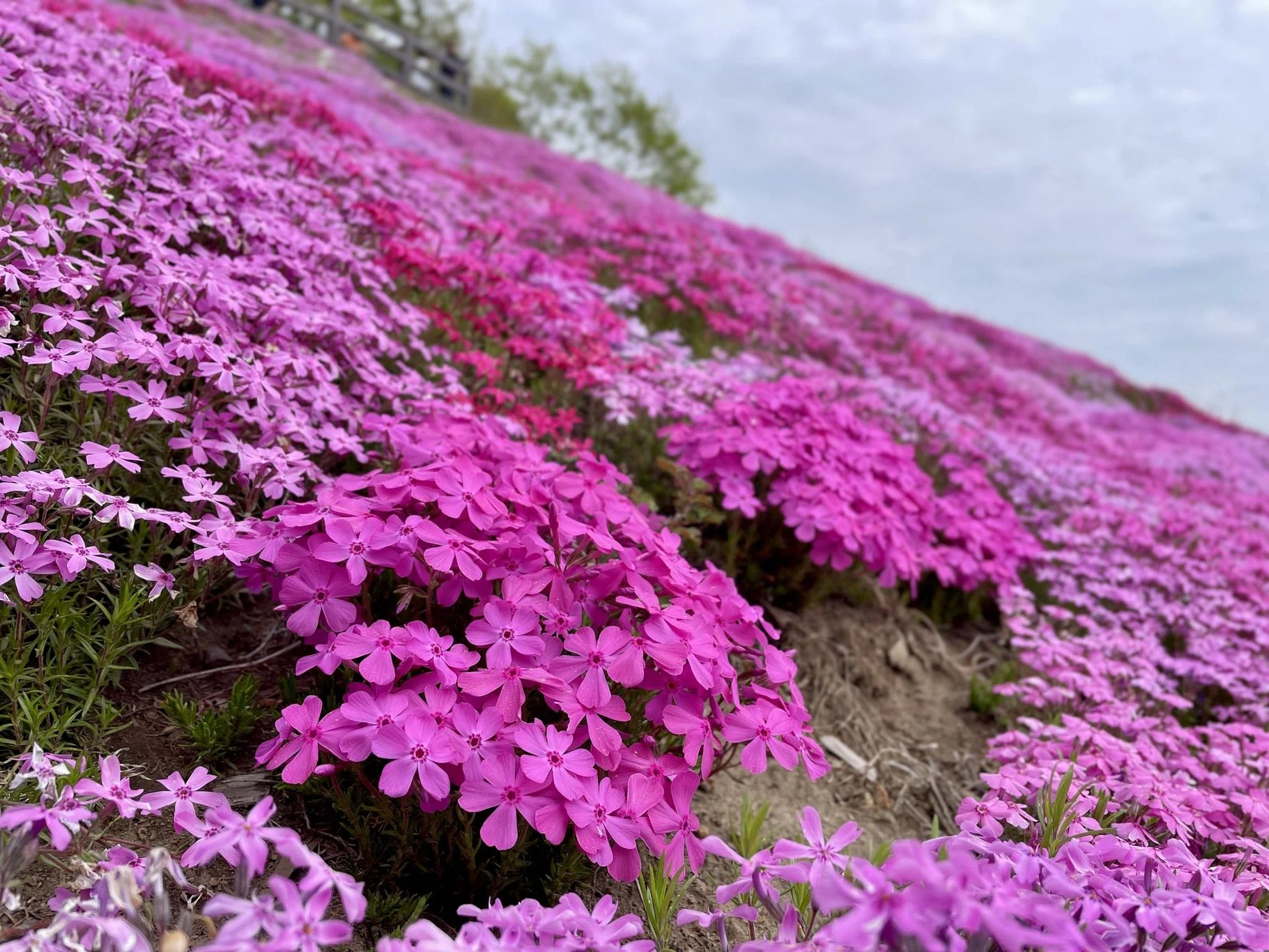 北海道・ひがしもこと芝桜公園｜たった一人の手作業から始まった