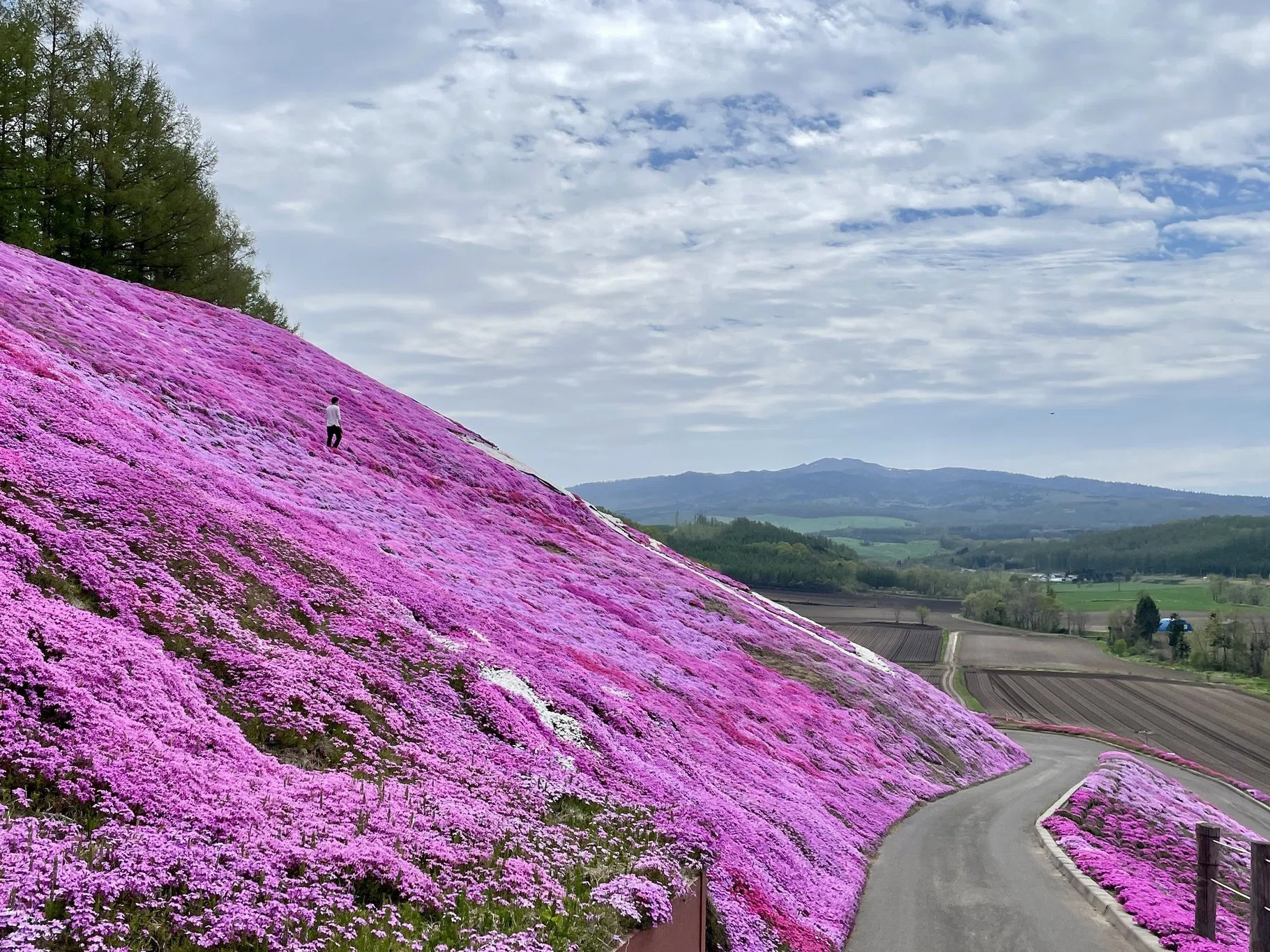 北海道・ひがしもこと芝桜公園｜たった一人の手作業から始まった