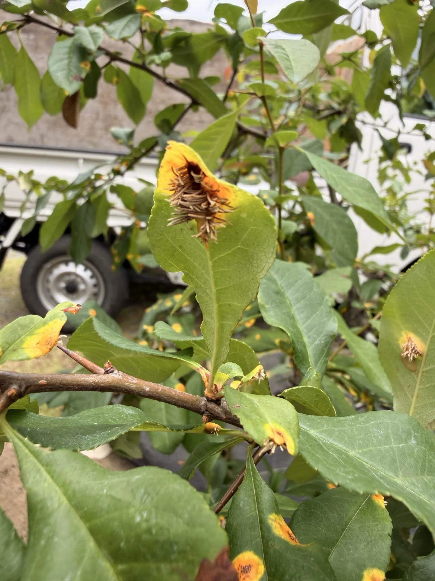 葉っぱの違和感｜410造園