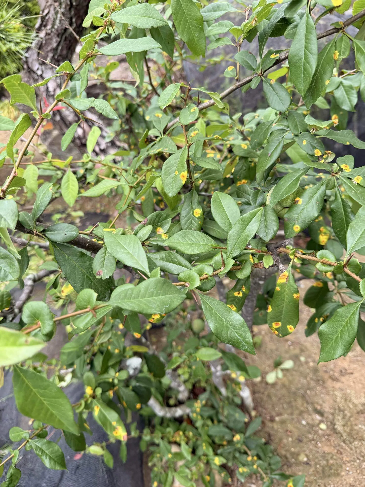葉っぱの違和感｜410造園