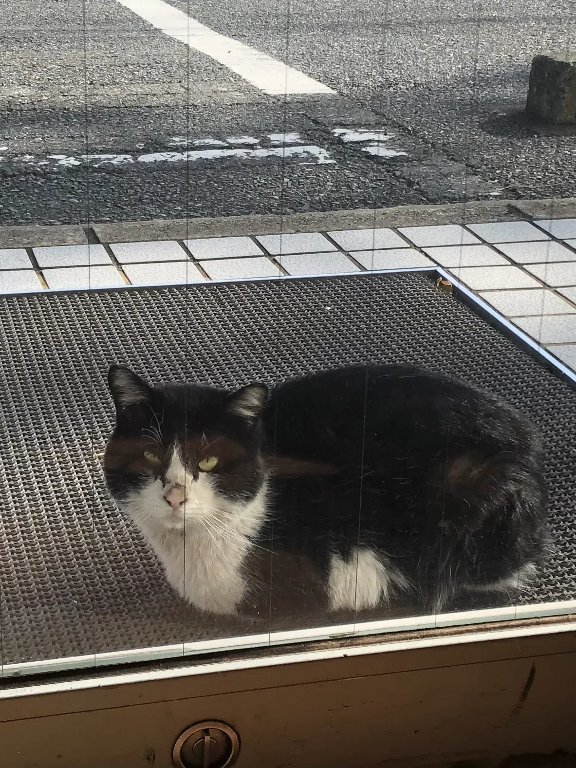 可愛いﾈｺﾁｬﾝの写真をひたすら上げる｜流花