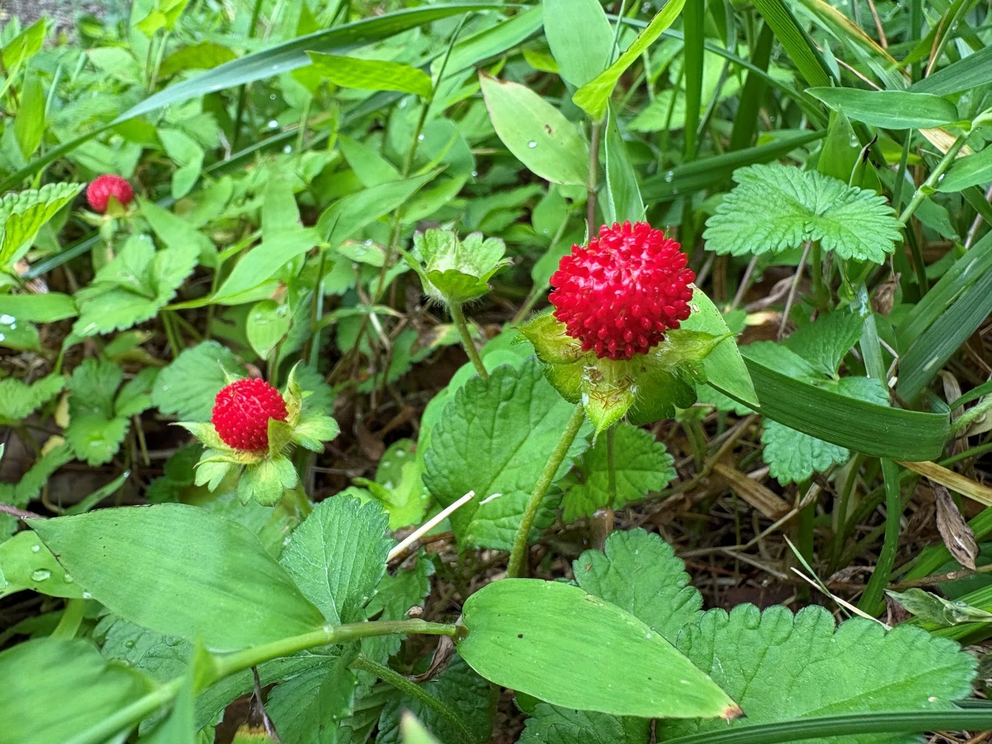 知らないともったいない！油山で楽しめる初夏のキイチゴさがし