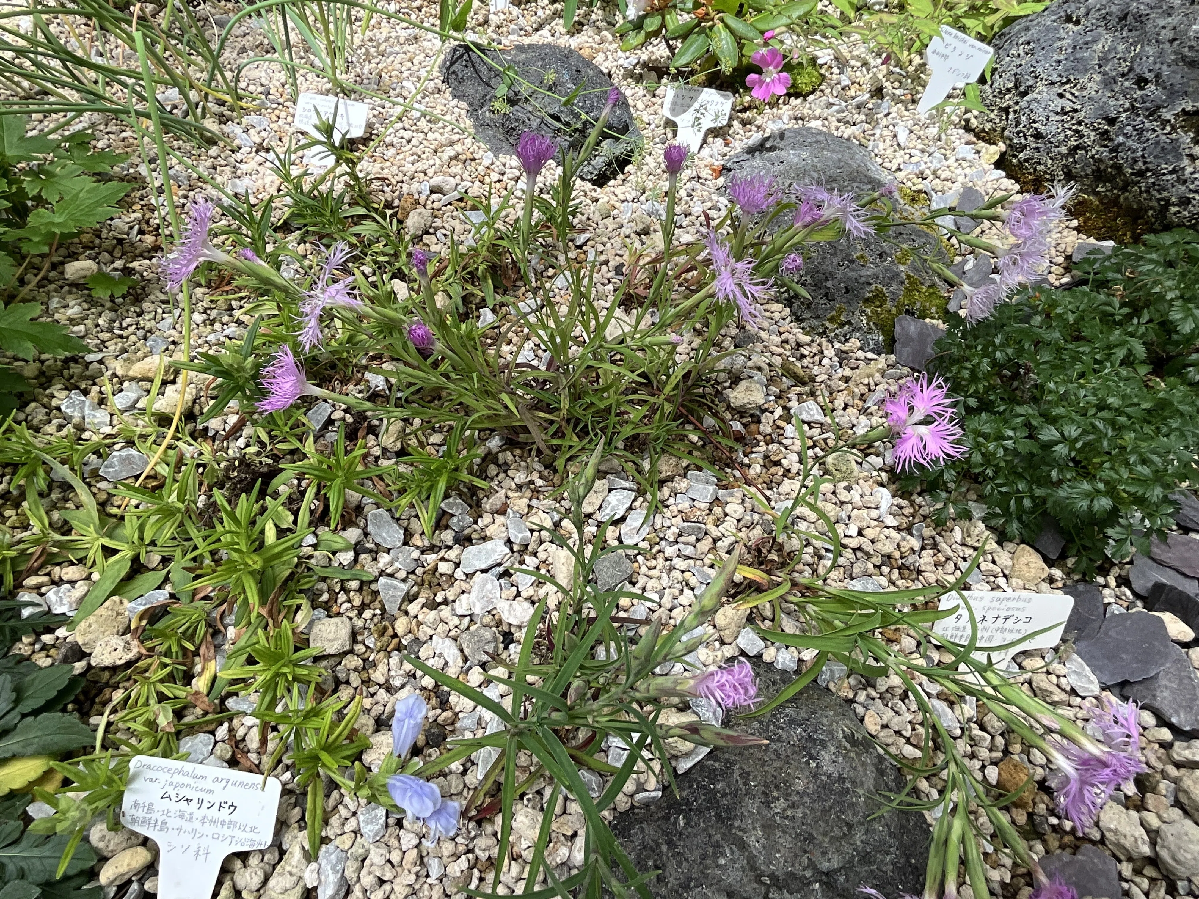 タカネナデシコ（京都府立植物園）：2026年5月23日（土）｜藤井秀昭