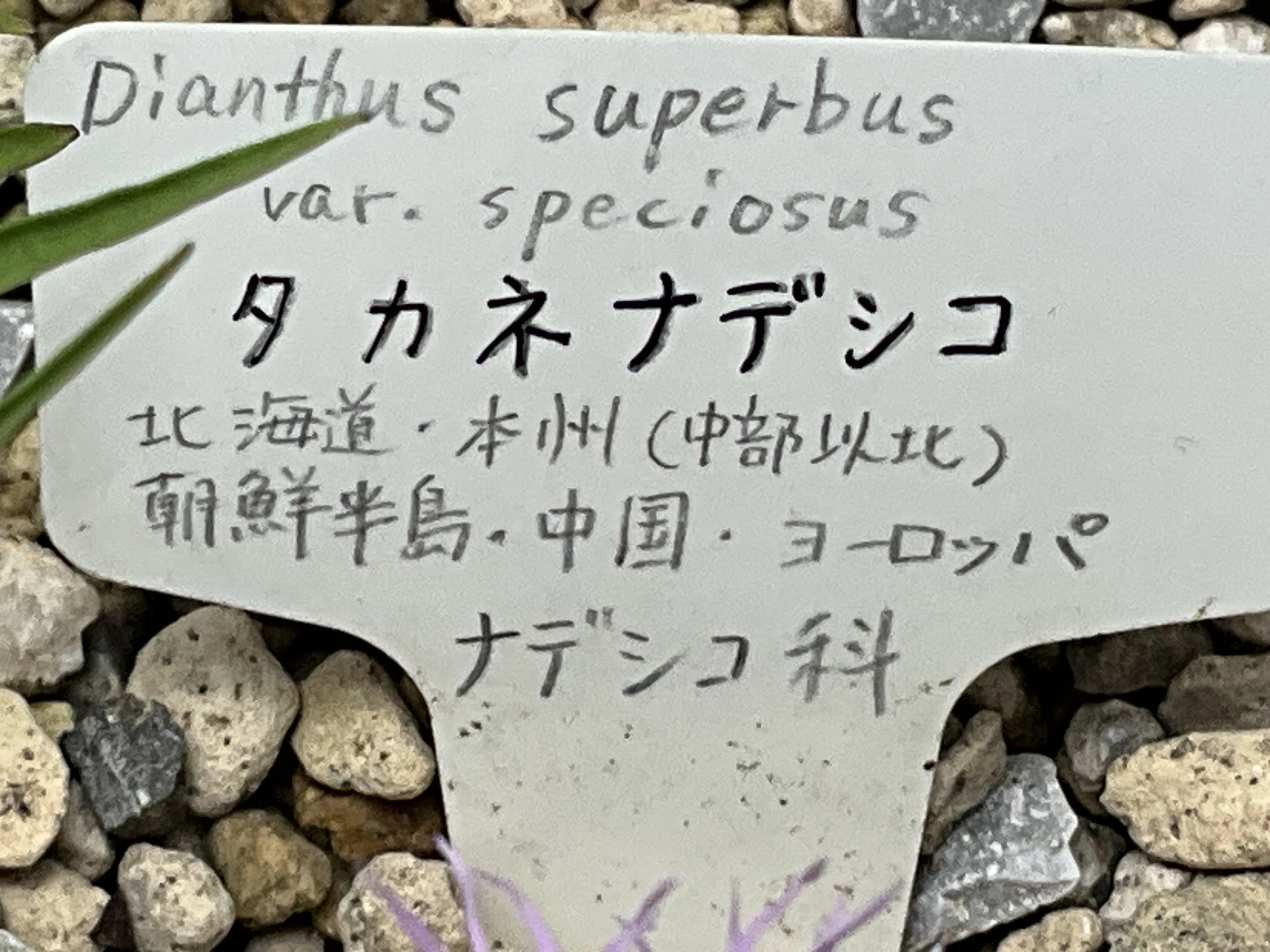 タカネナデシコ（京都府立植物園）：2026年5月23日（土）｜藤井秀昭