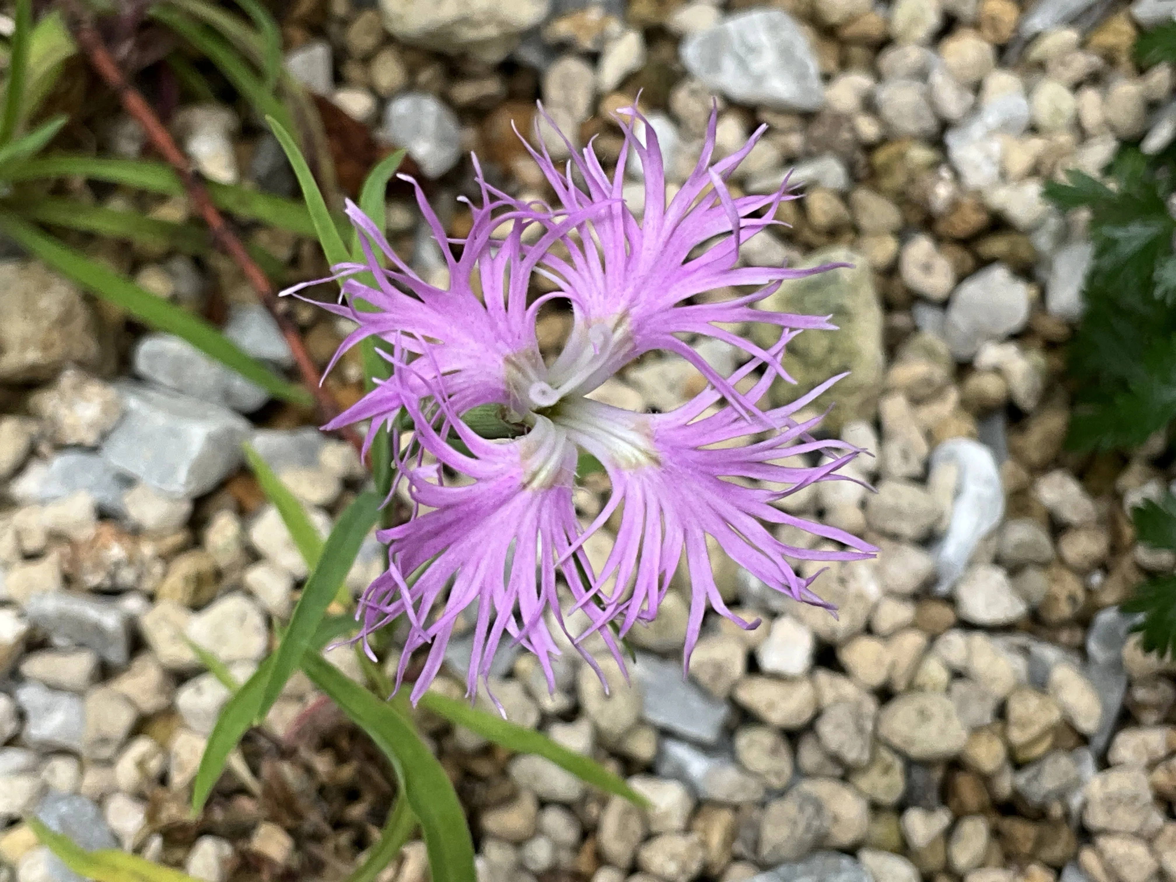 タカネナデシコ（京都府立植物園）：2026年5月23日（土）｜藤井秀昭