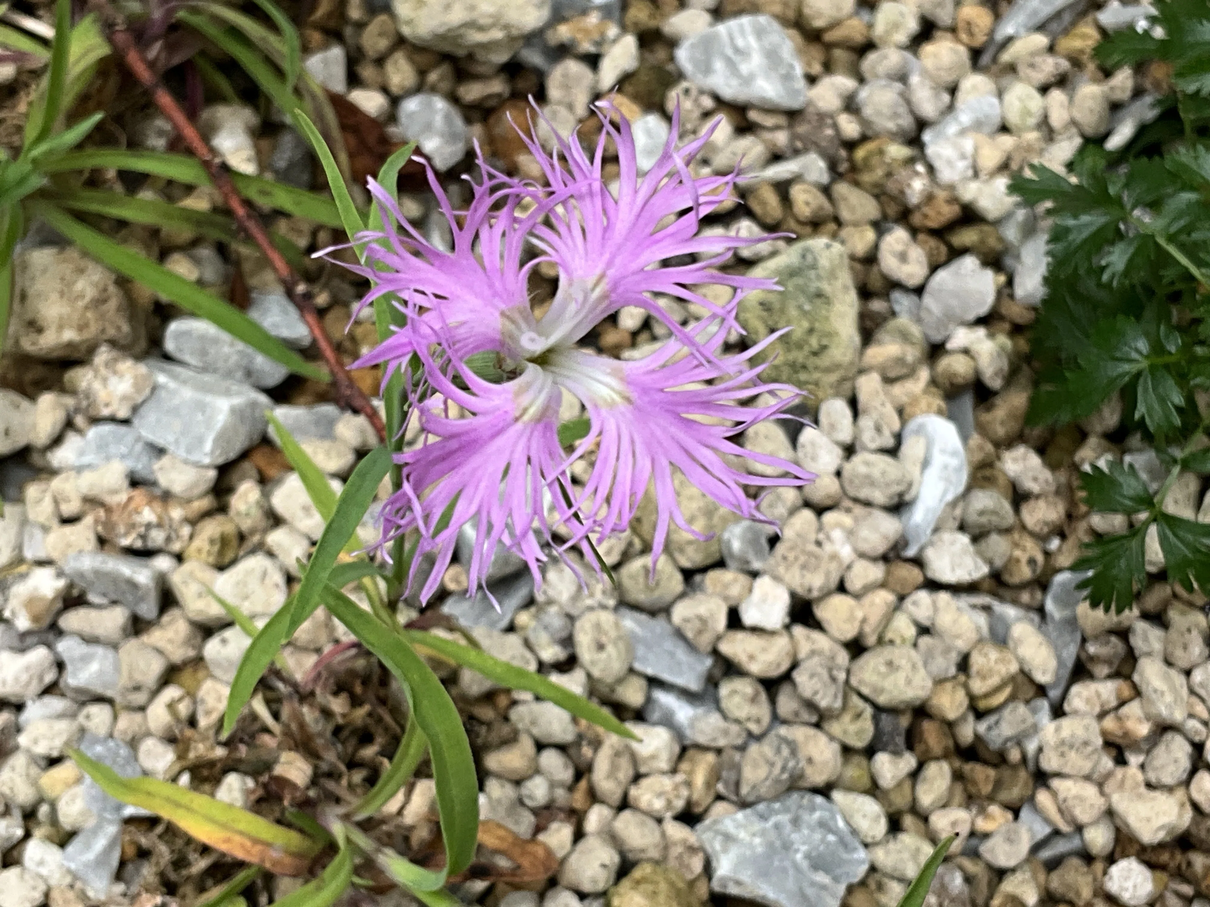 タカネナデシコ（京都府立植物園）：2026年5月23日（土）｜藤井秀昭