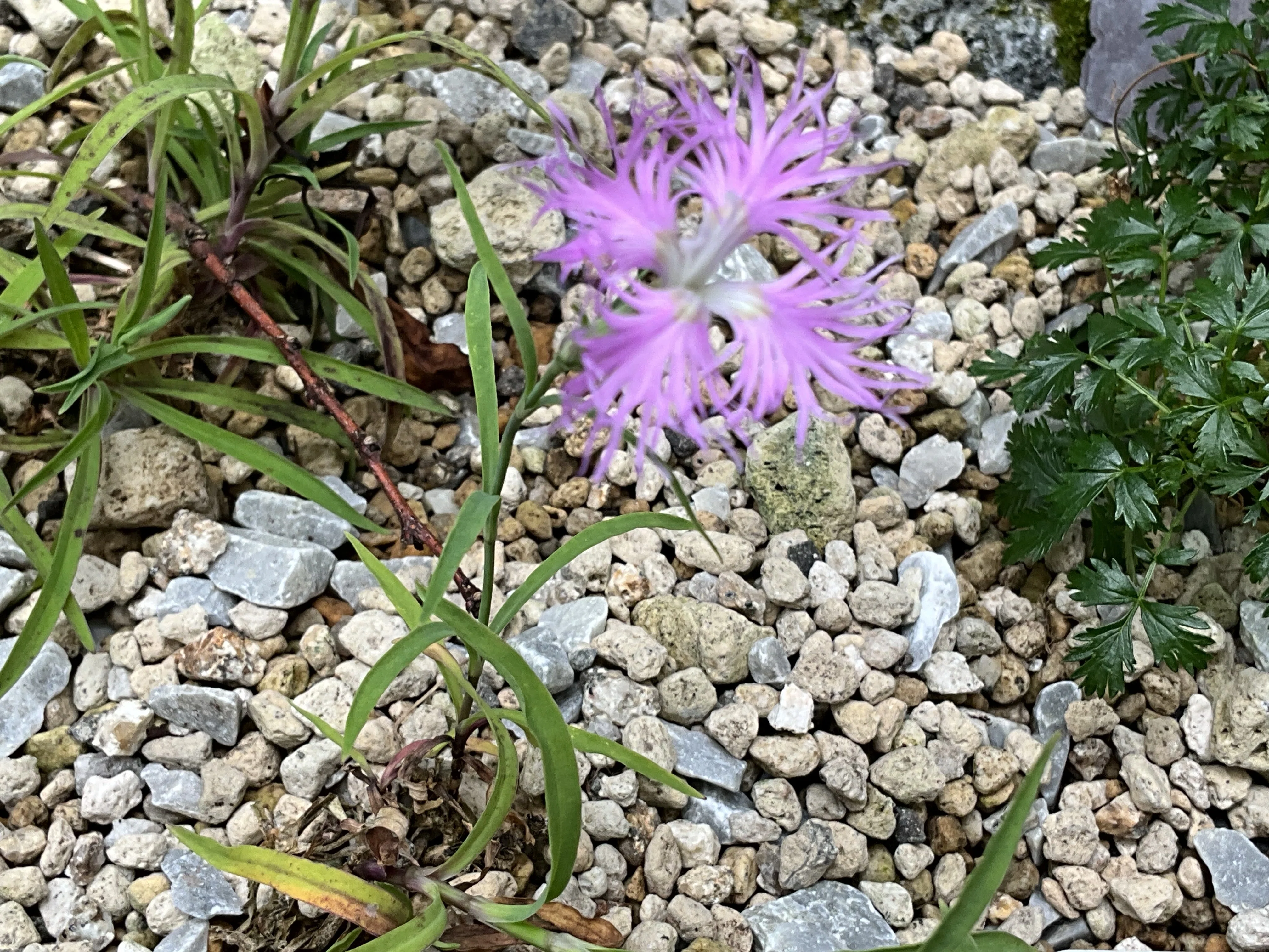 タカネナデシコ（京都府立植物園）：2026年5月23日（土）｜藤井秀昭