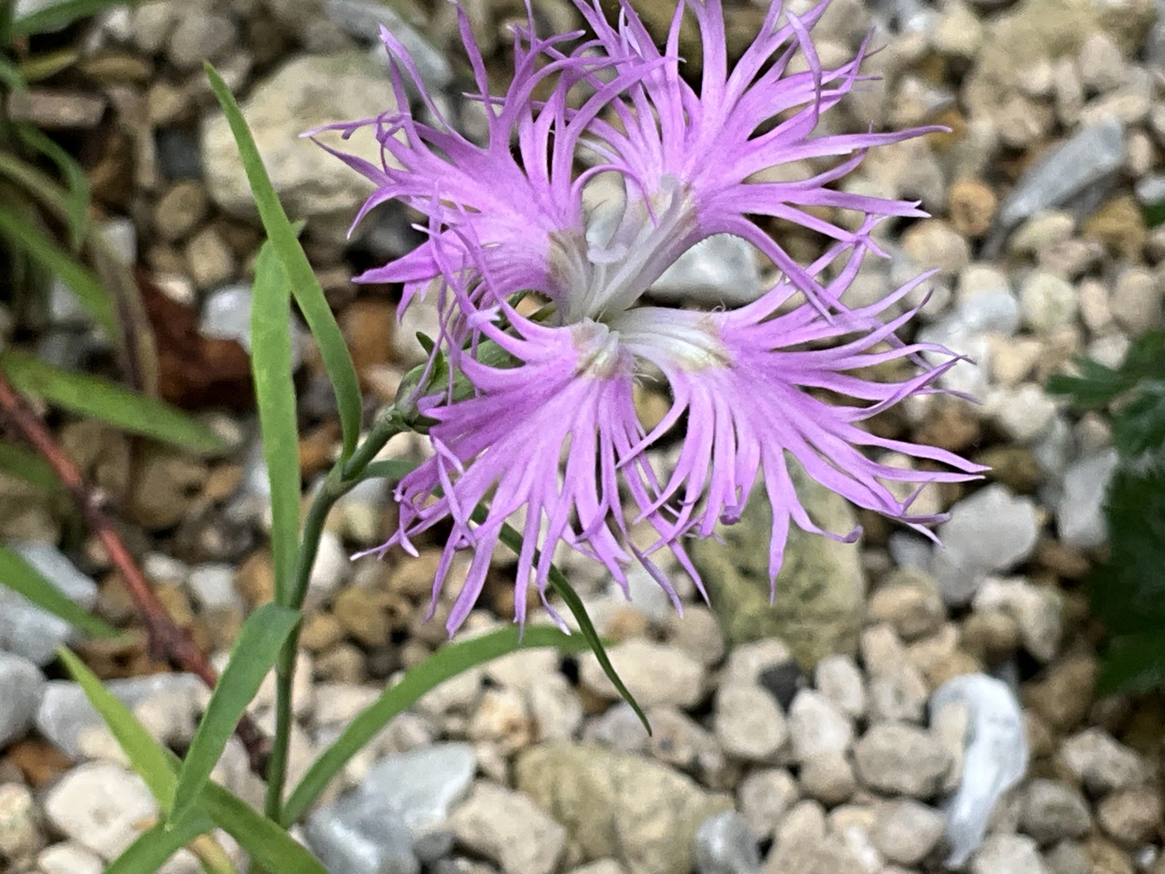 タカネナデシコ（京都府立植物園）：2026年5月23日（土）｜藤井秀昭