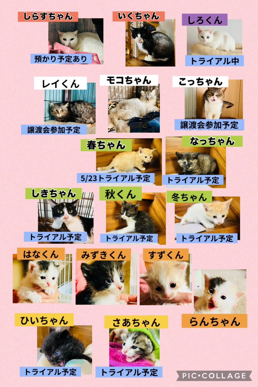 🏠しあわせ🐱がたくさんできるよ💕｜ねこ暮らしラボ₍ᐞ•༝•ᐞ₎
