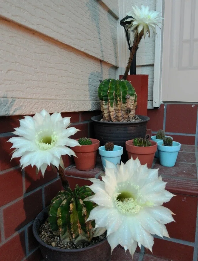 花サボテン サボテンの花が咲いた 2026｜takki