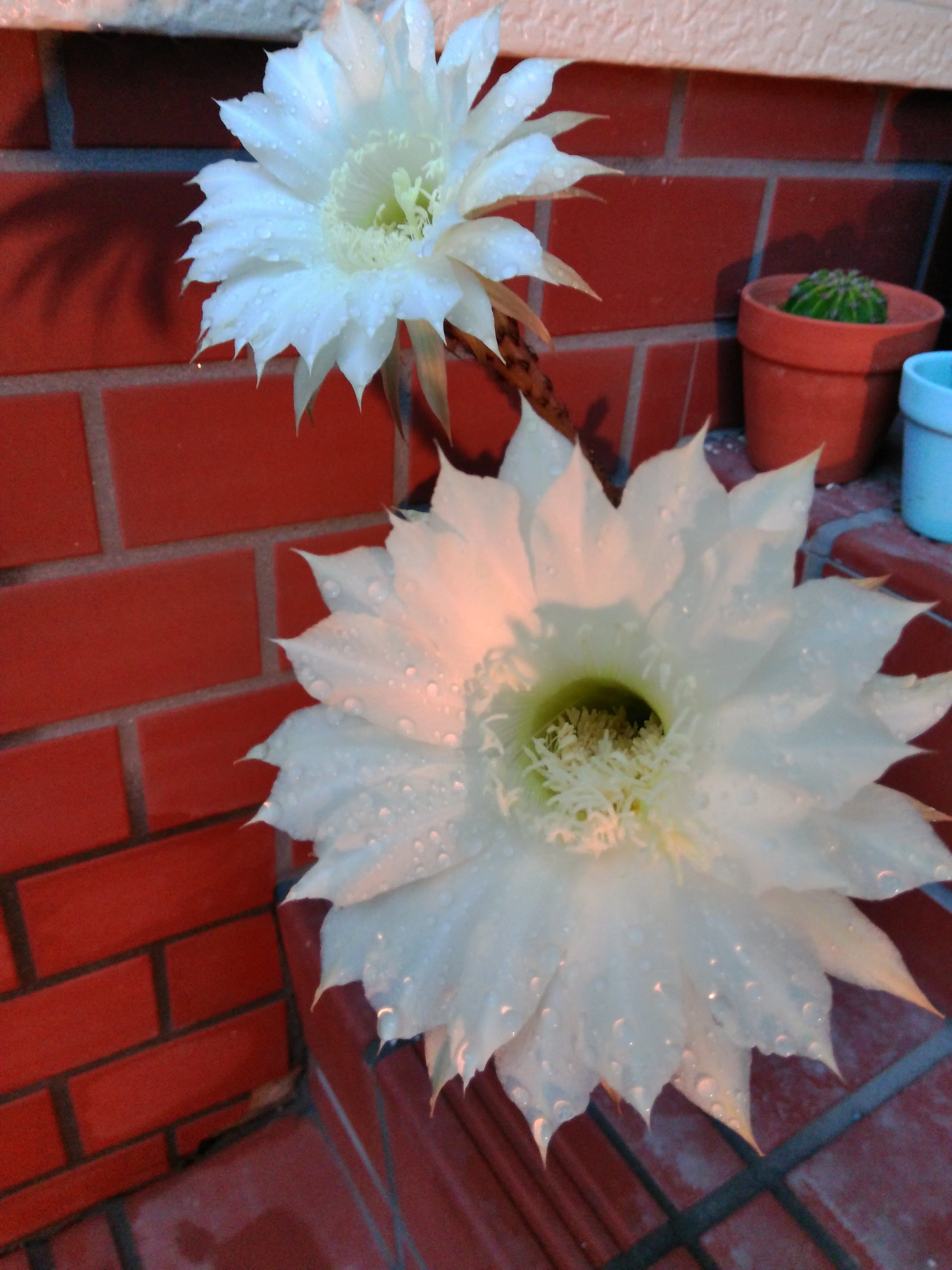 サボテンの花が咲いた 2026｜takki