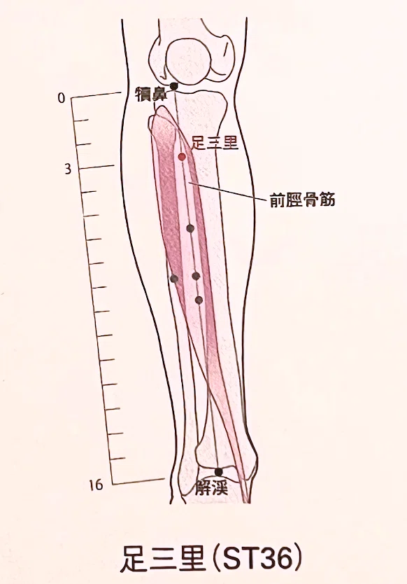 詳解・経穴部位完全ガイド 古典からWHO標準へ 詳解・経穴部位完全