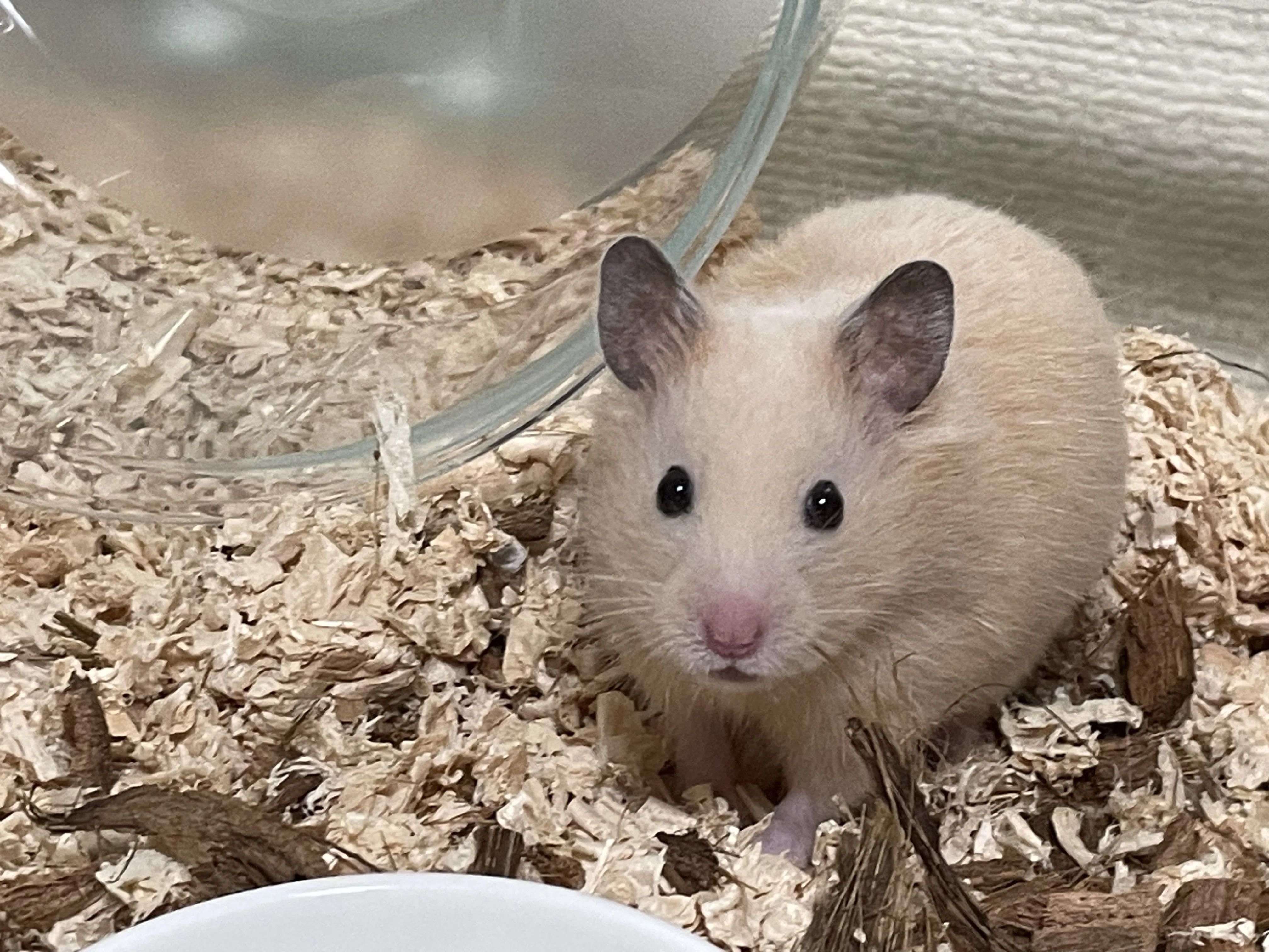 ハムちゃん、我が家へようこそ！｜もるのすけぷいたろう