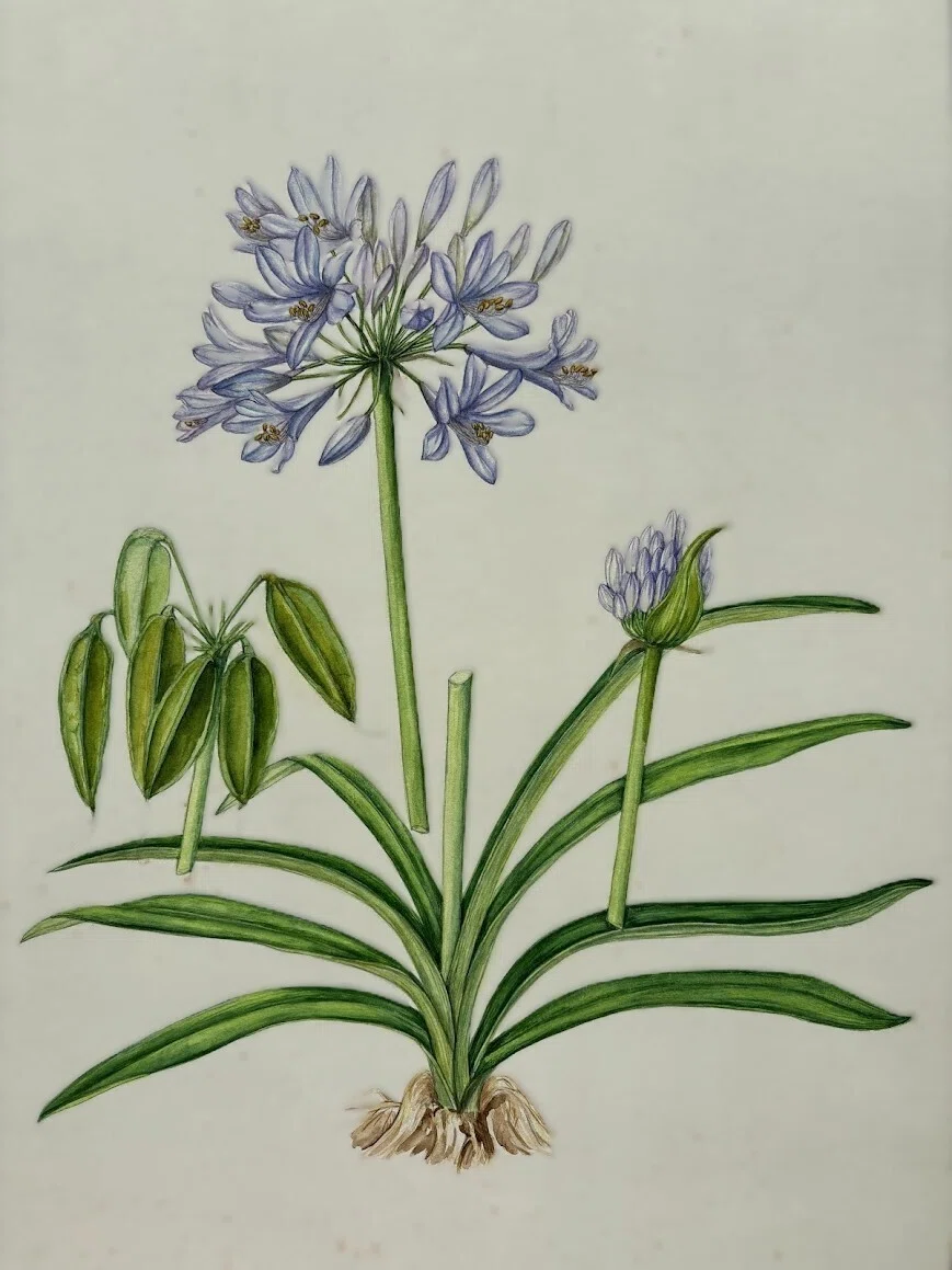 植物画・ボタニカルアート】アガパンサス～涼やかな水色の花｜かりあ
