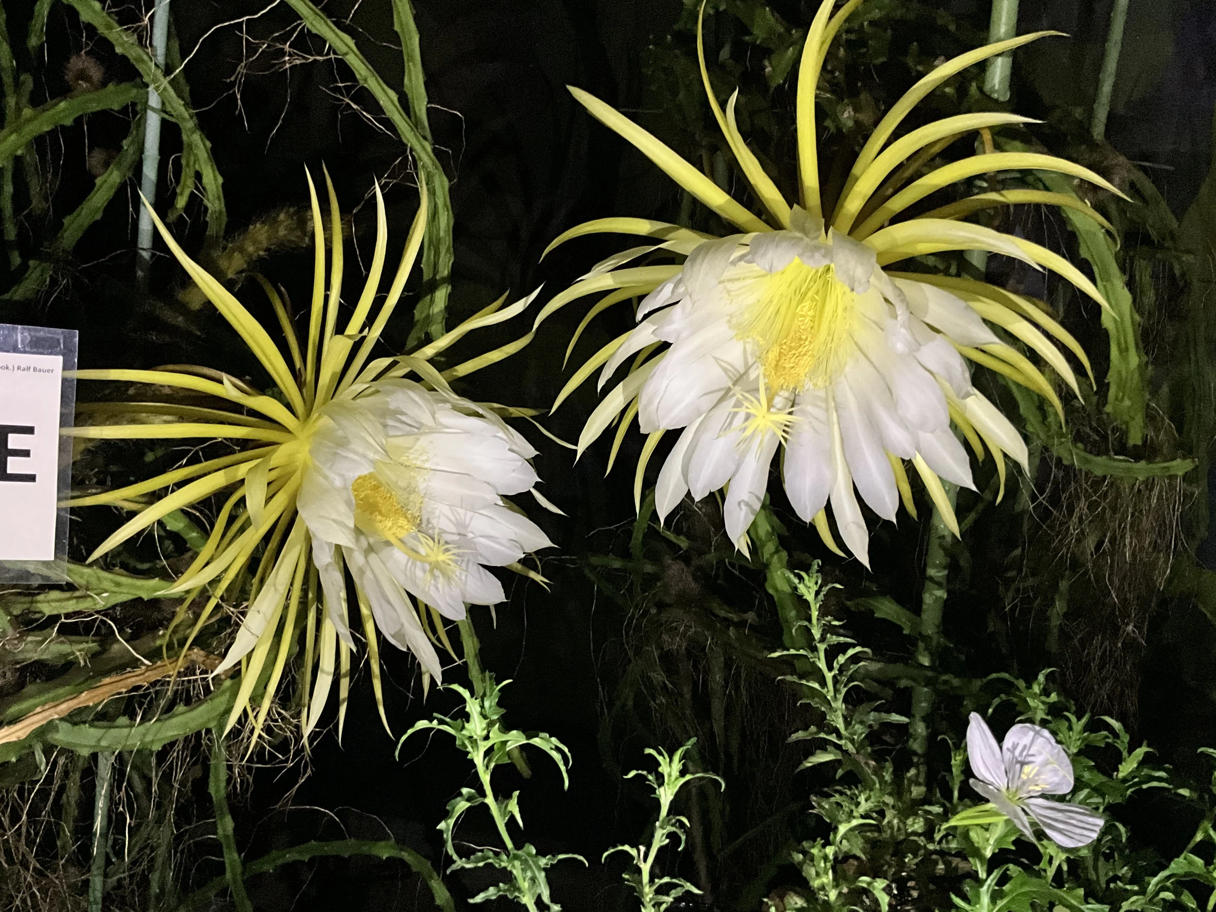サボテンの夜の女王と鳳凰の舞（京都府立植物園）：2026年5月22日（金